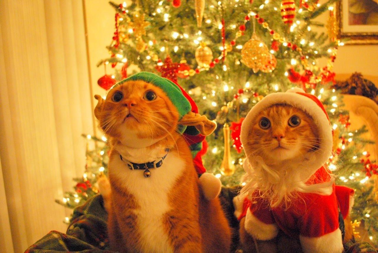 Two cats in front of a Christmas tree. - Cute Christmas
