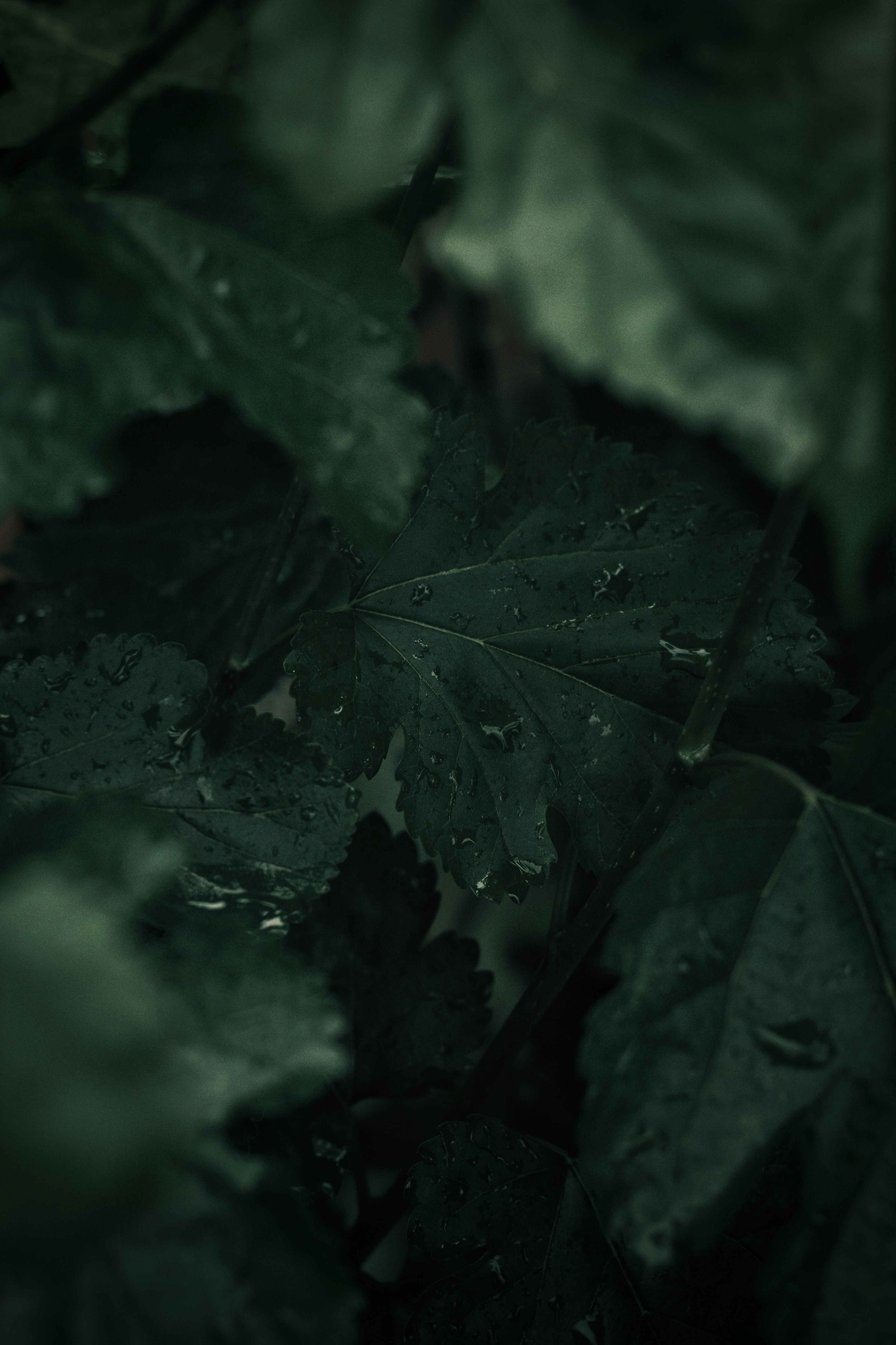 Wallpaper Green, Black, Leaf, Nature, Darkness, Background Free Image