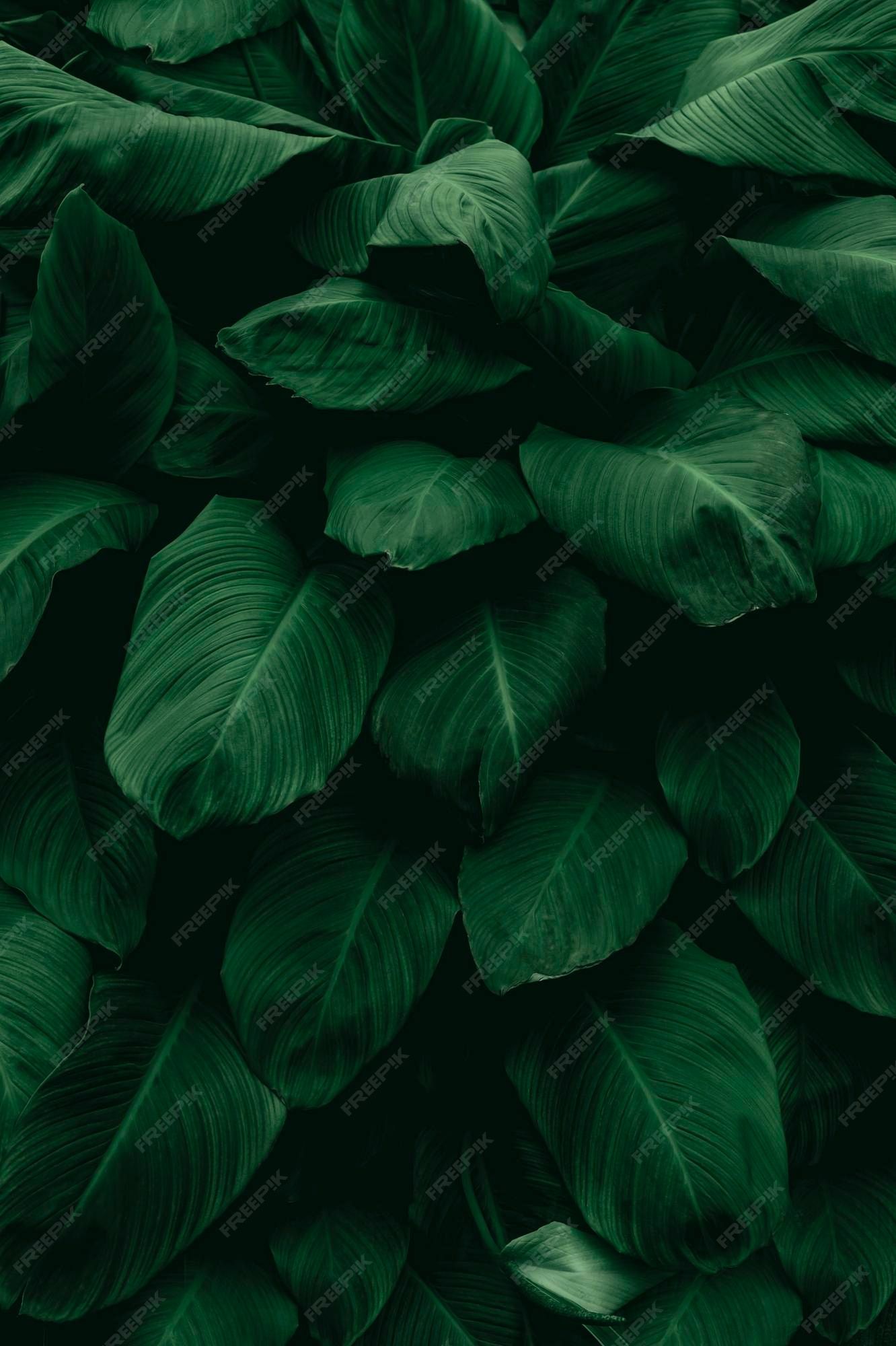 Large green leaves on a dark background - Dark green