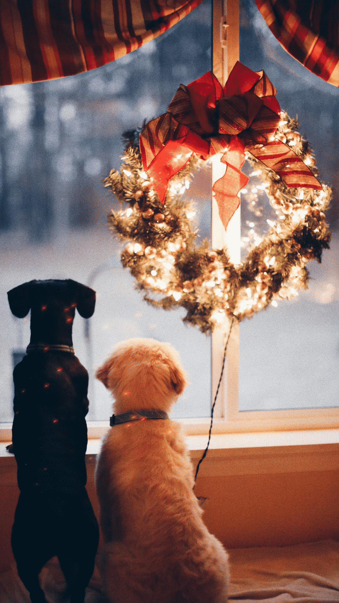 Two dogs sitting in front of a window with a Christmas wreath. - Cute Christmas