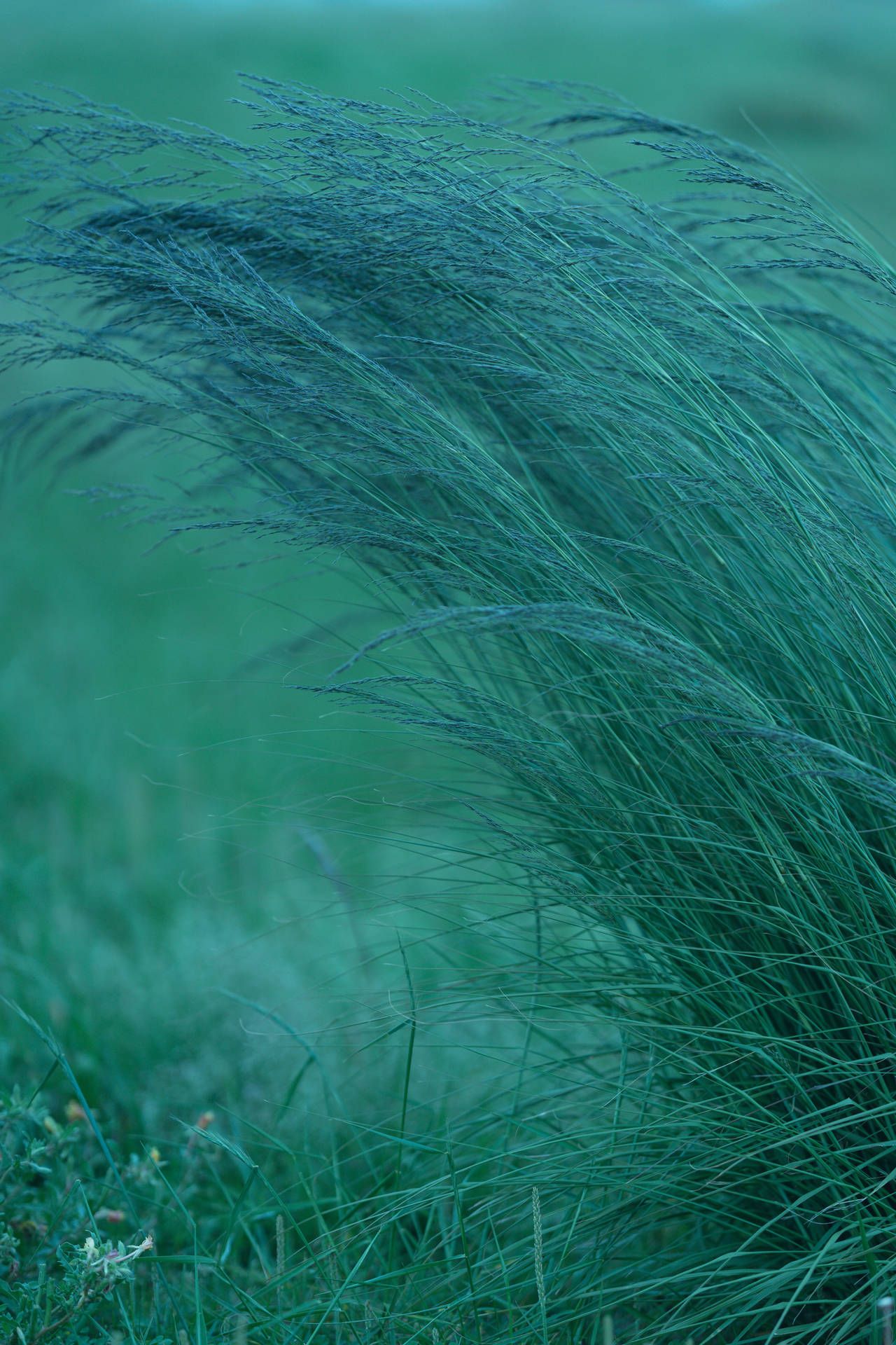 A close up of tall grass in a field. - Dark green