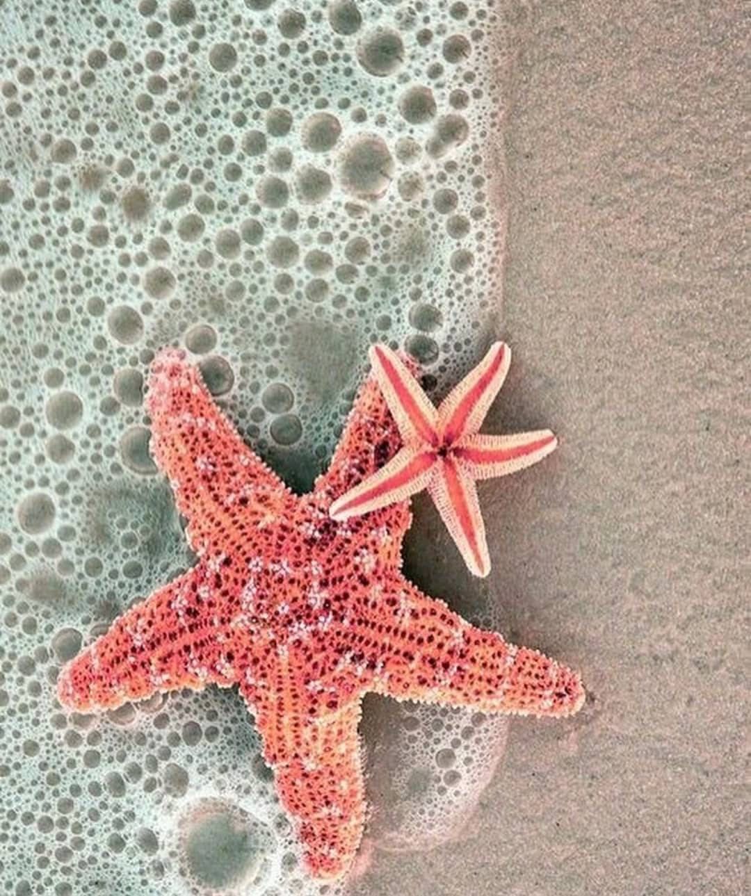 Starfish. Beach wall collage, Ocean wallpaper, Beach wallpaper