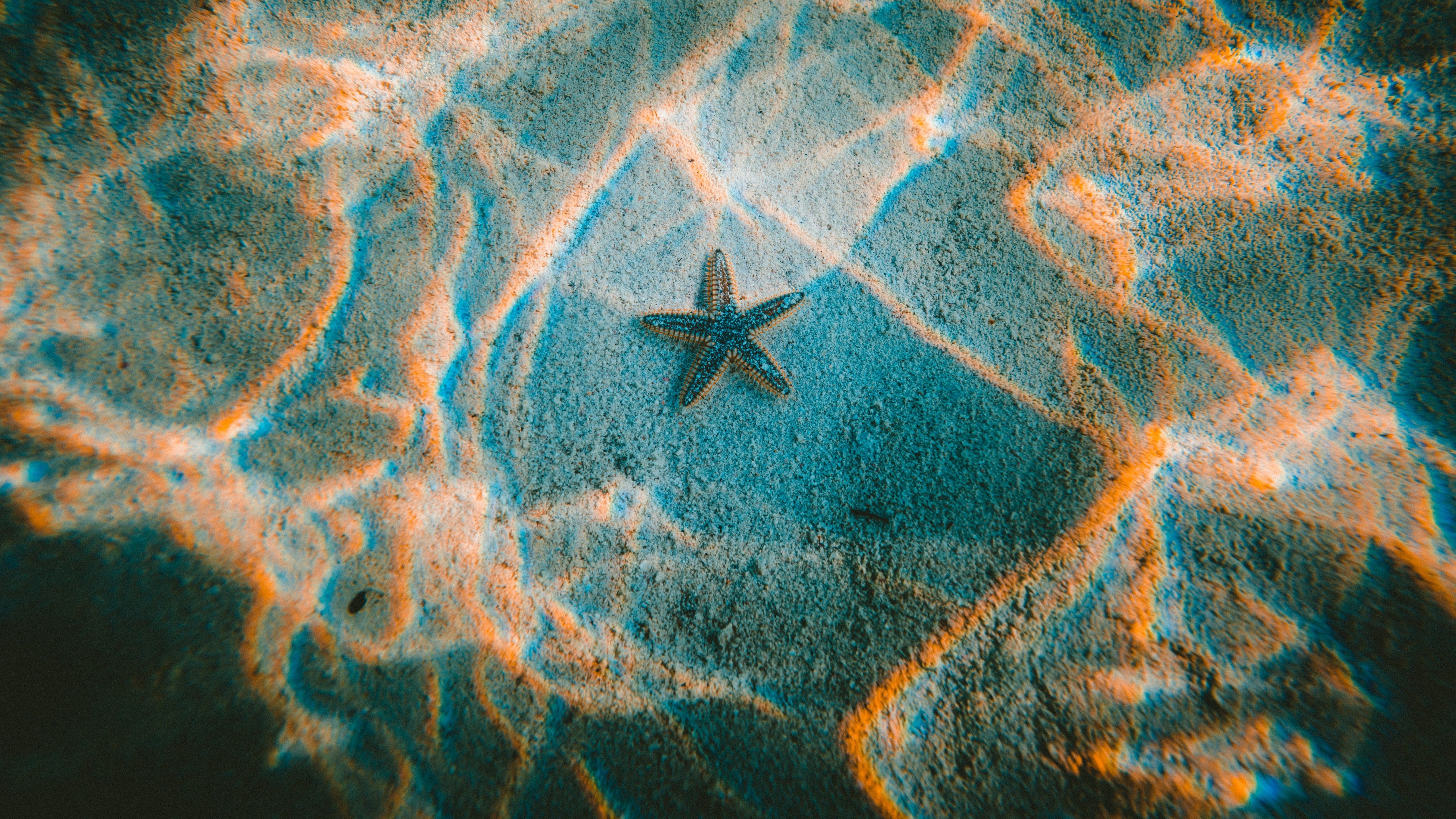 A starfish is seen in the sand at the bottom of the ocean. - Starfish
