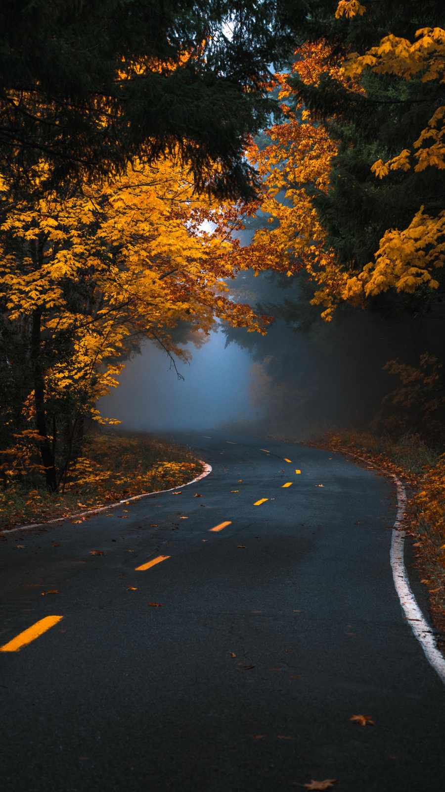 A road with trees on both sides - Fog