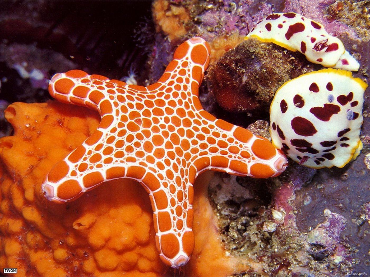 Starfish Ocean Underwater Wallpaper