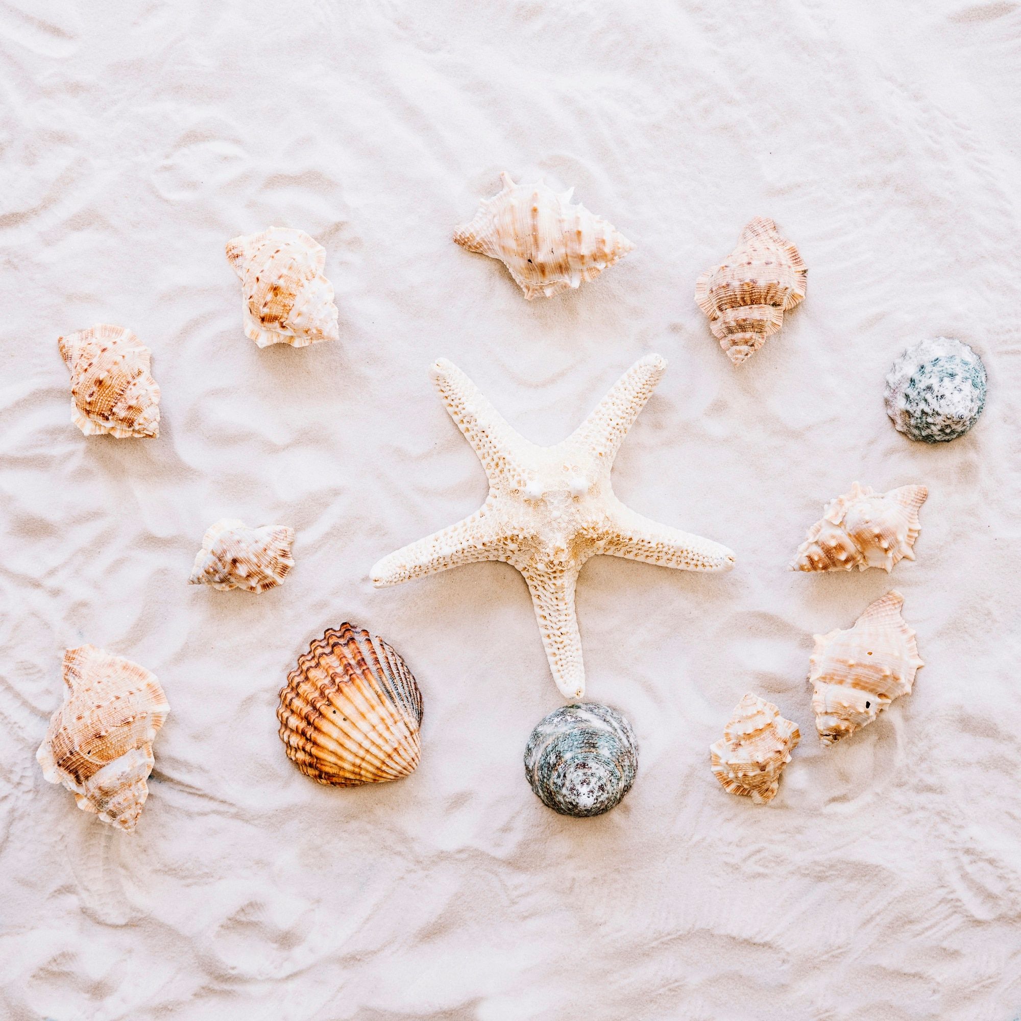 Free Photo. Summer concept with starfish and shells