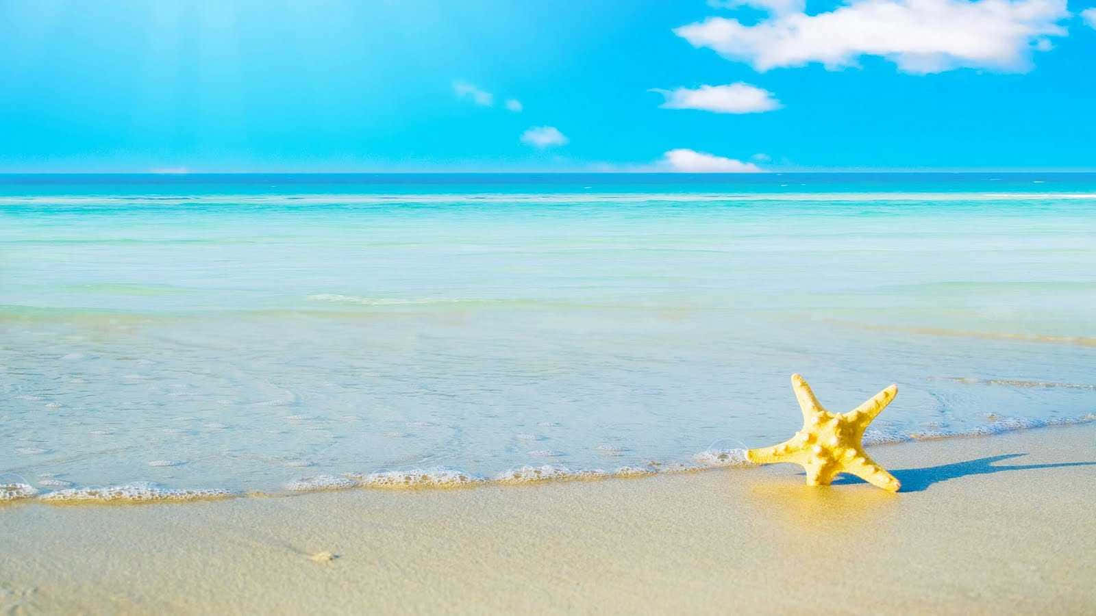 A starfish on the beach with the ocean in the background - Starfish