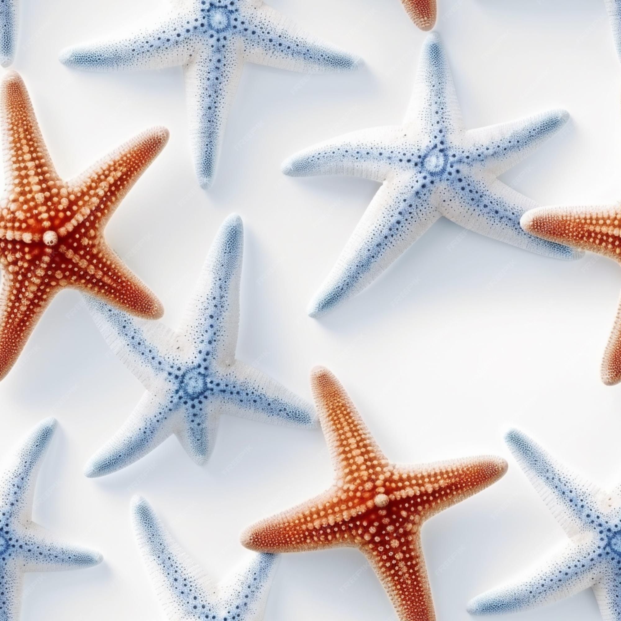Starfish wallpaper on a white background - Starfish
