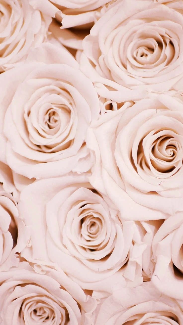 Beautiful Rose Wallpaper iPhone Background