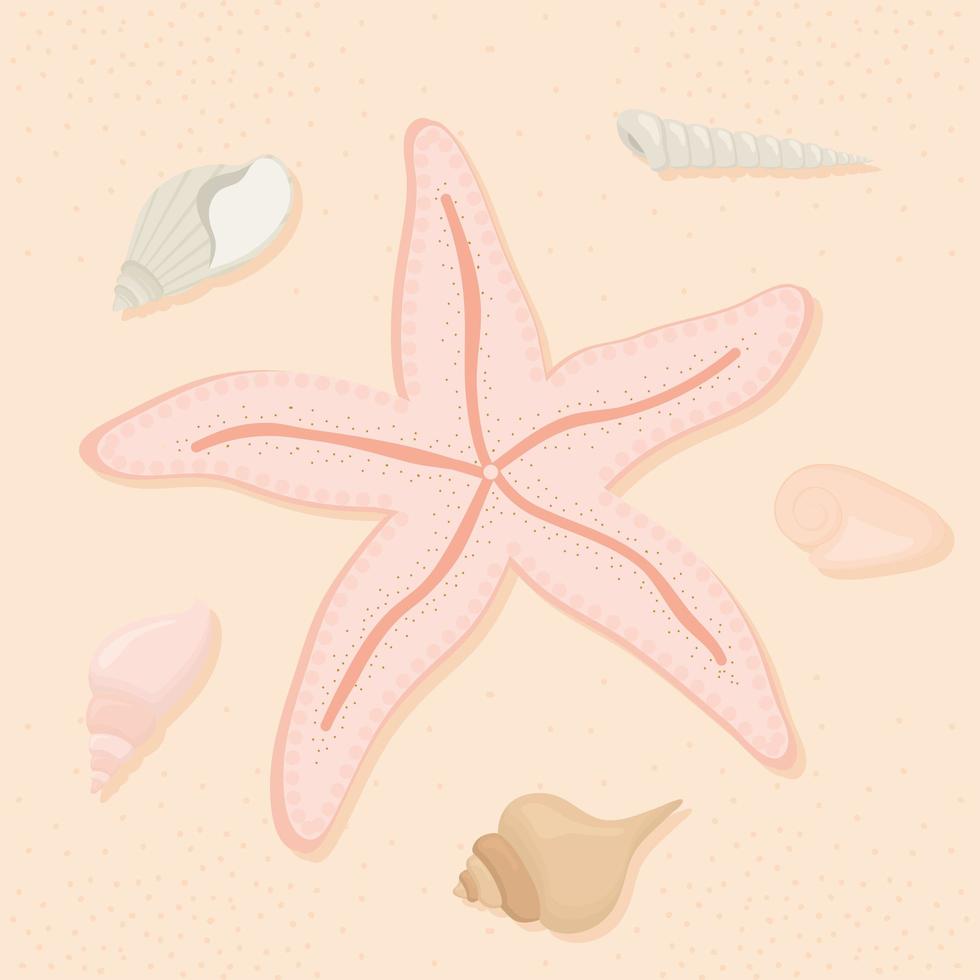 starfish and seashells