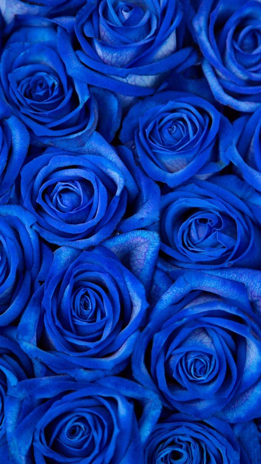 A close up of blue roses in the background - Garden