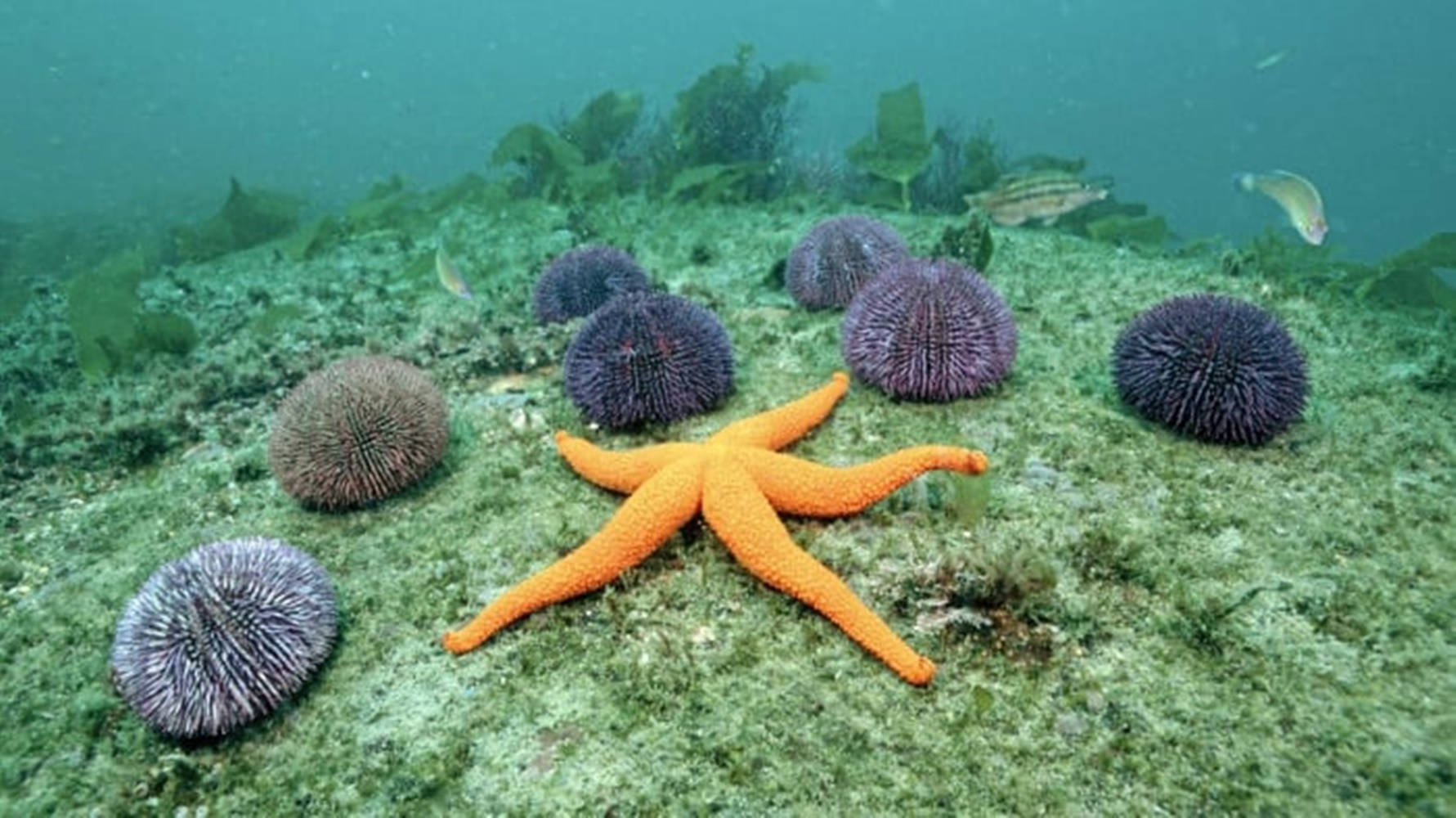 Starfish and sea urchins are common sights in the waters off the coast of the Channel Islands. - Starfish
