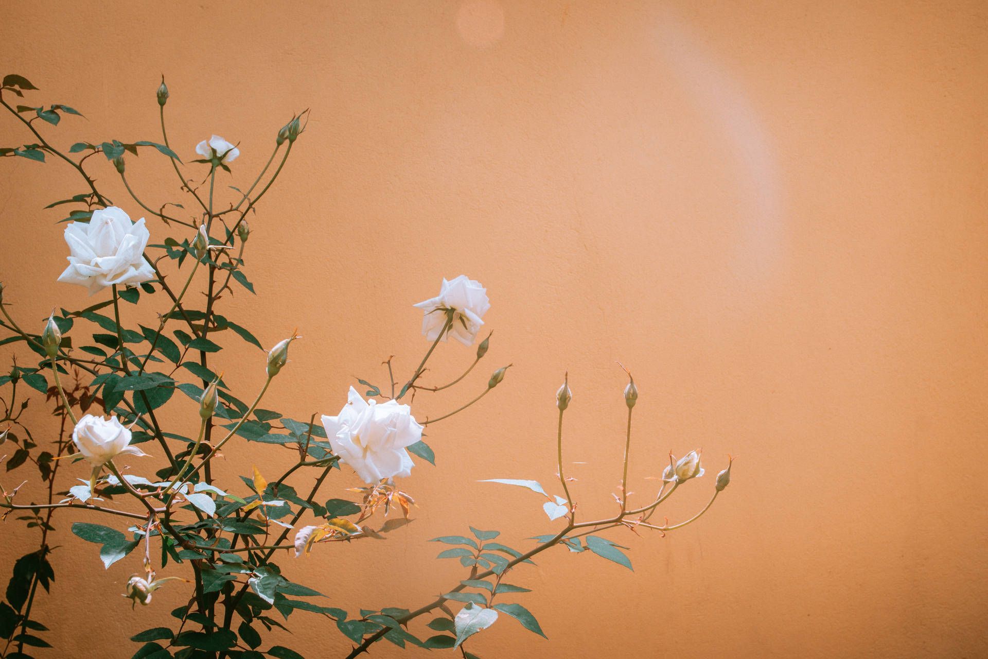 A bush of white roses against a terracotta wall - Dark orange