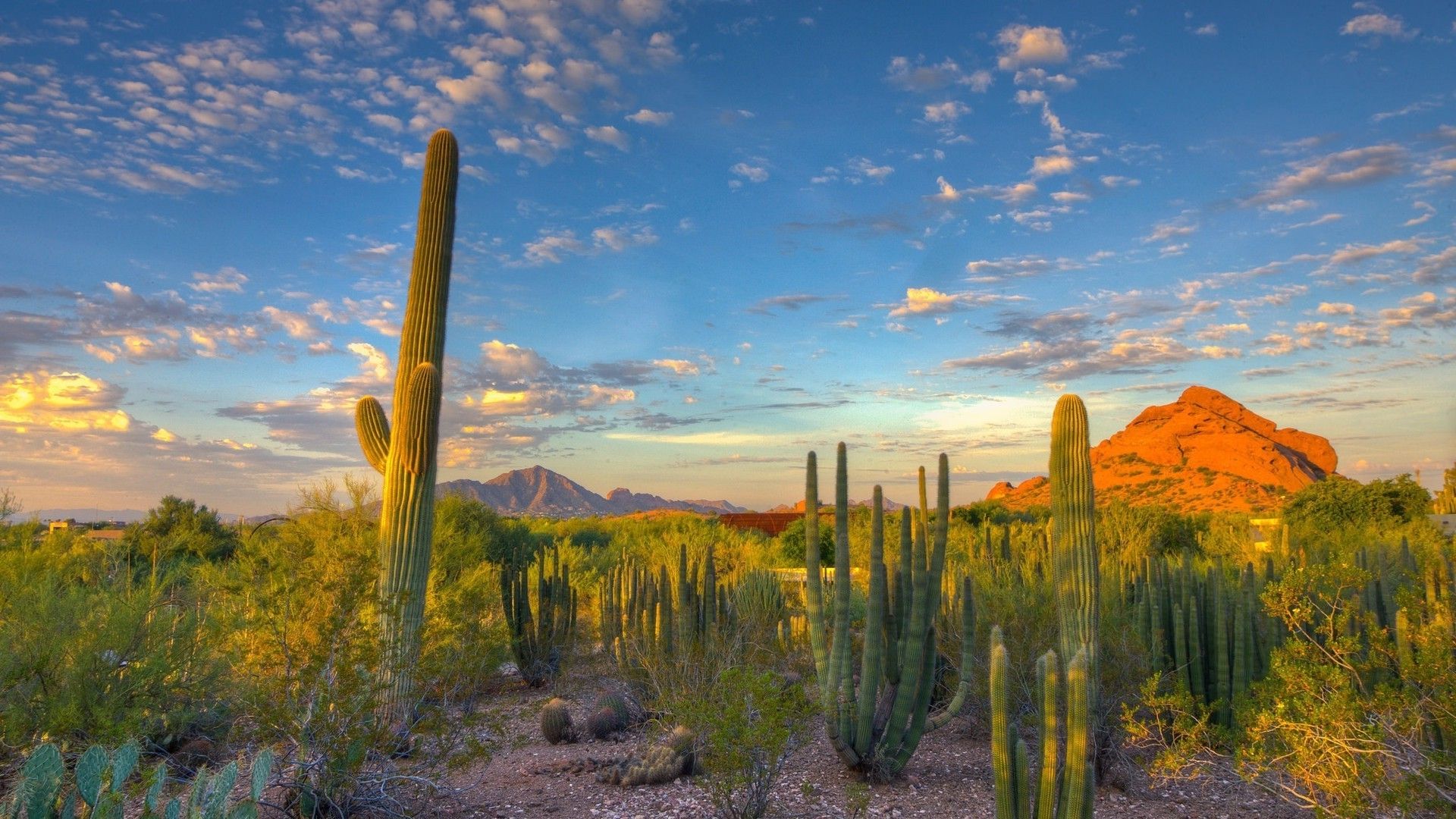 Cactus plants in the desert with a beautiful sky - Desert
