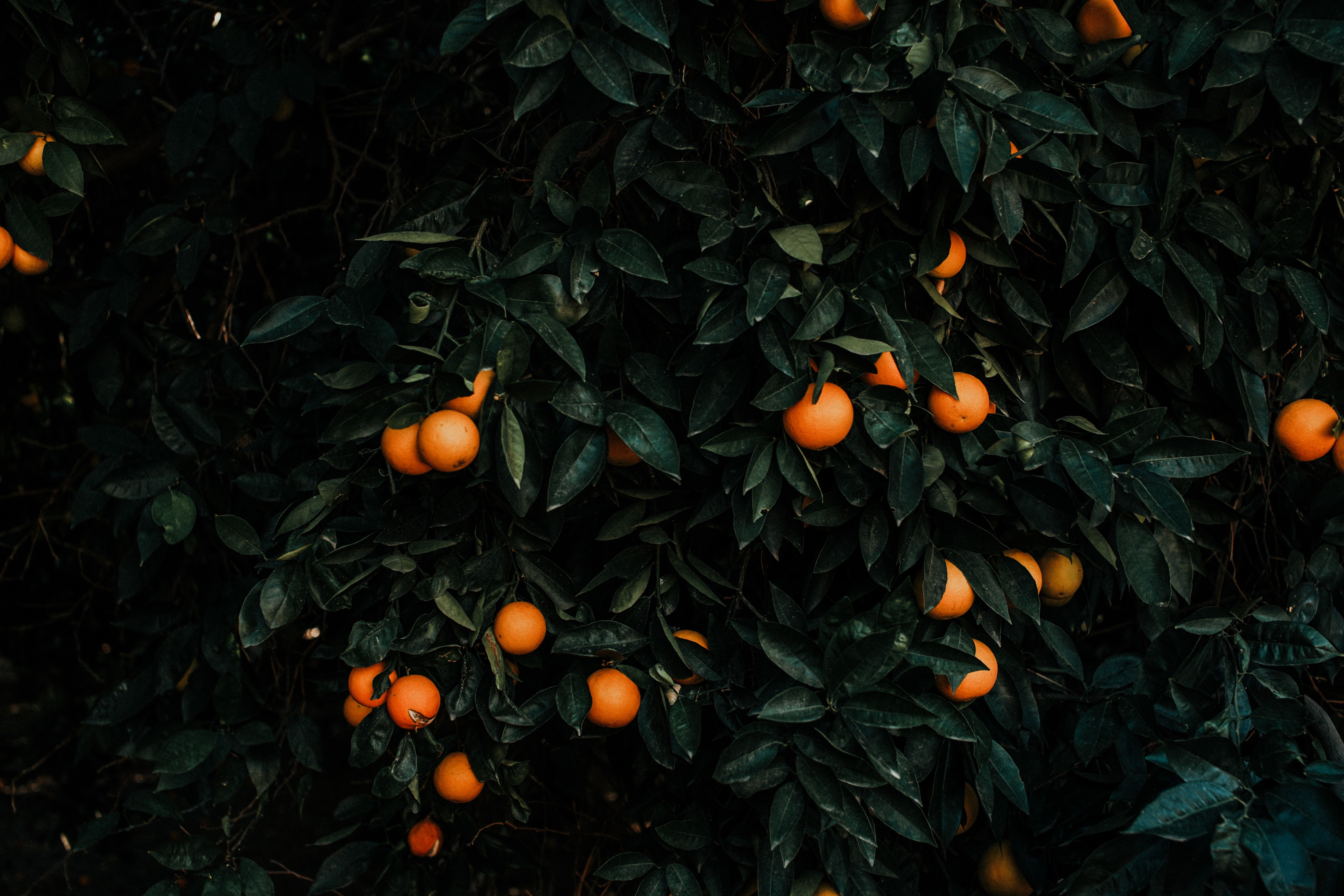 A dark green tree with bright orange fruit hanging from it. - Dark orange