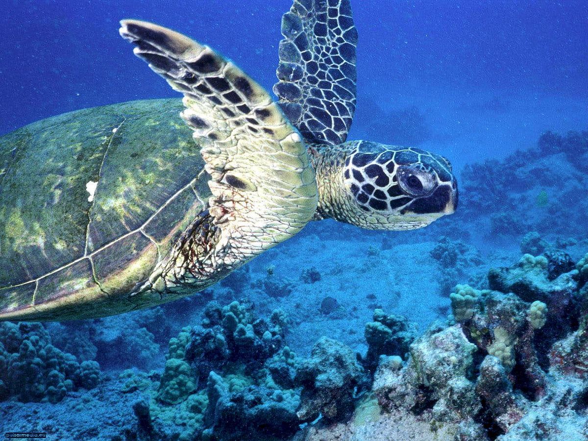 A green sea turtle swimming in the ocean - Sea turtle, turtle