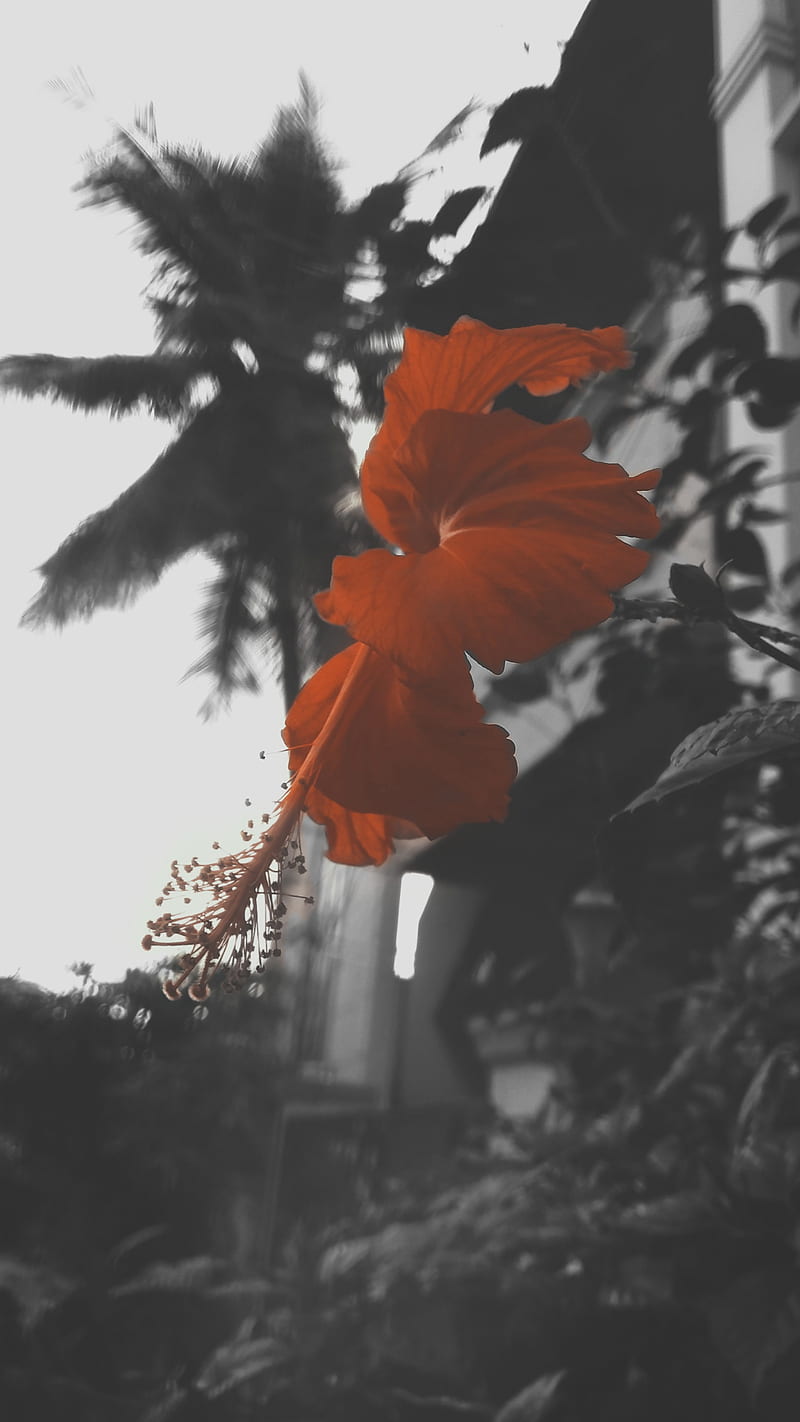 A red flower with a palm tree in the background. - Dark orange