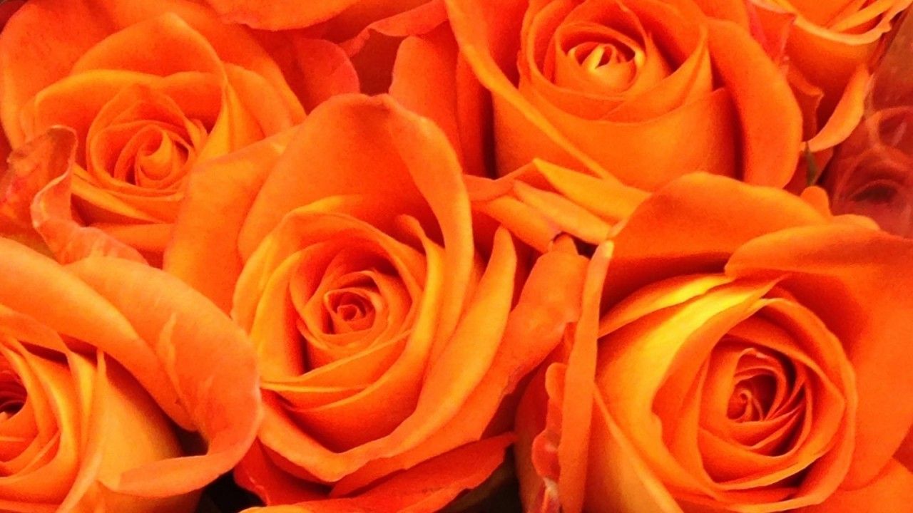 A bouquet of orange roses. - Dark orange