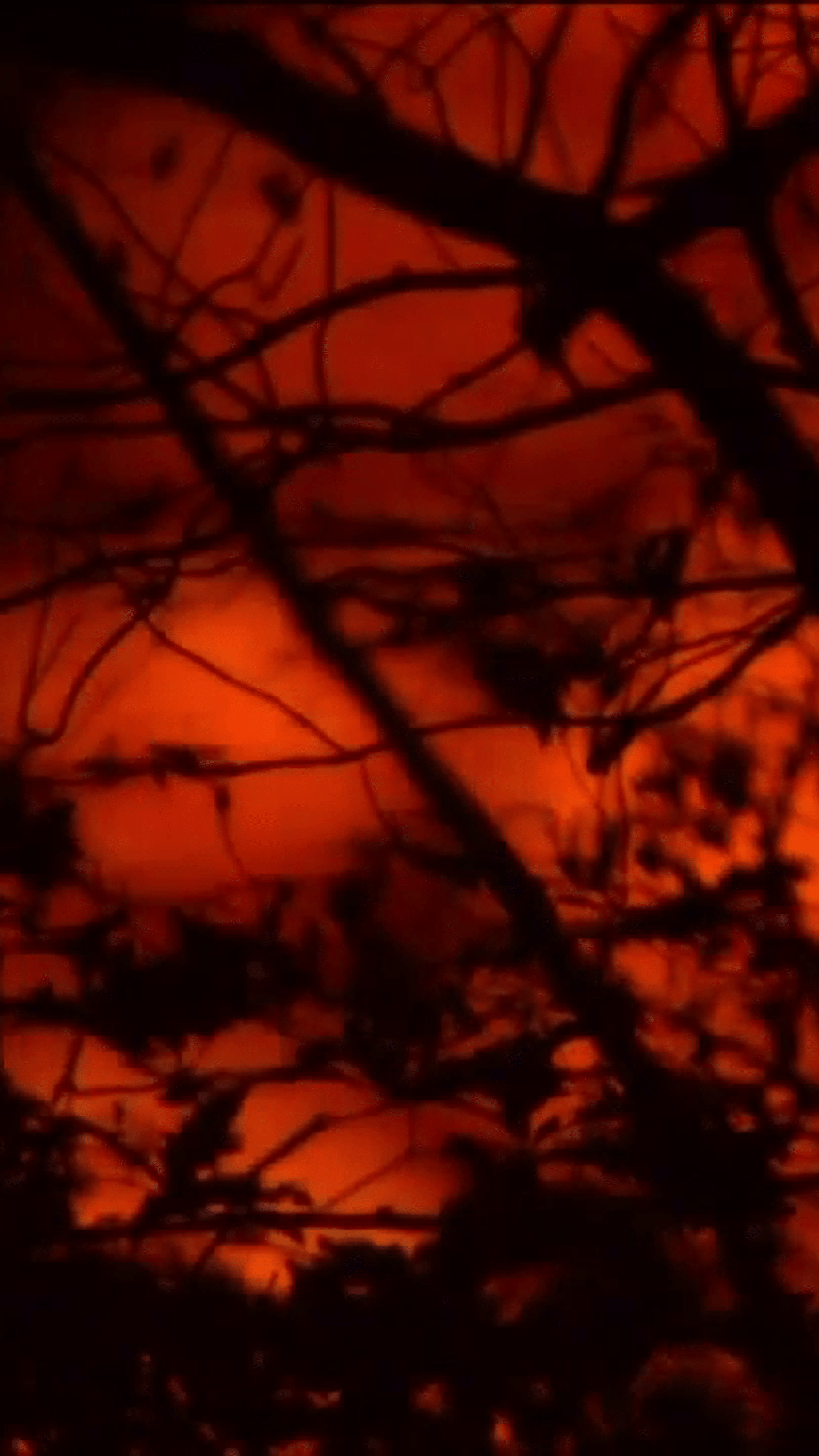 A photo of a red sky with tree branches in the foreground. - Dark orange