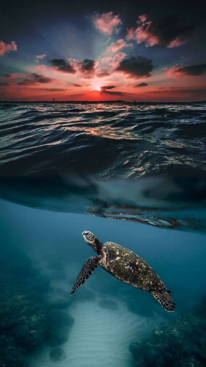 A turtle swimming in the ocean at sunset - Sea turtle