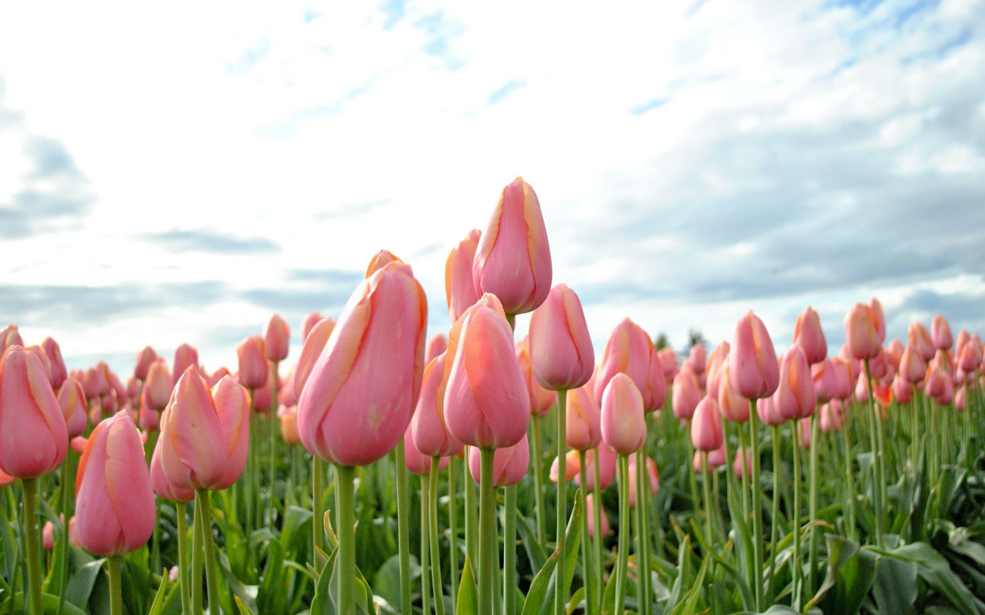 A field of pink tulips against a cloudy sky. - Garden