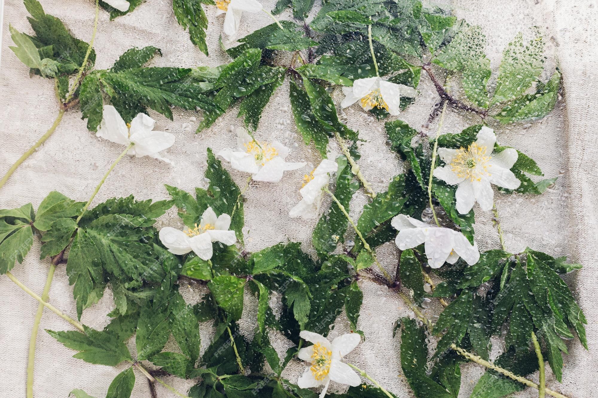 Premium Photo. Anemones under glass with water drops flat lay floral rustic still life creative abstract image of spring flowers hello spring simple aesthetic wallpaper wet flowers wood anemone