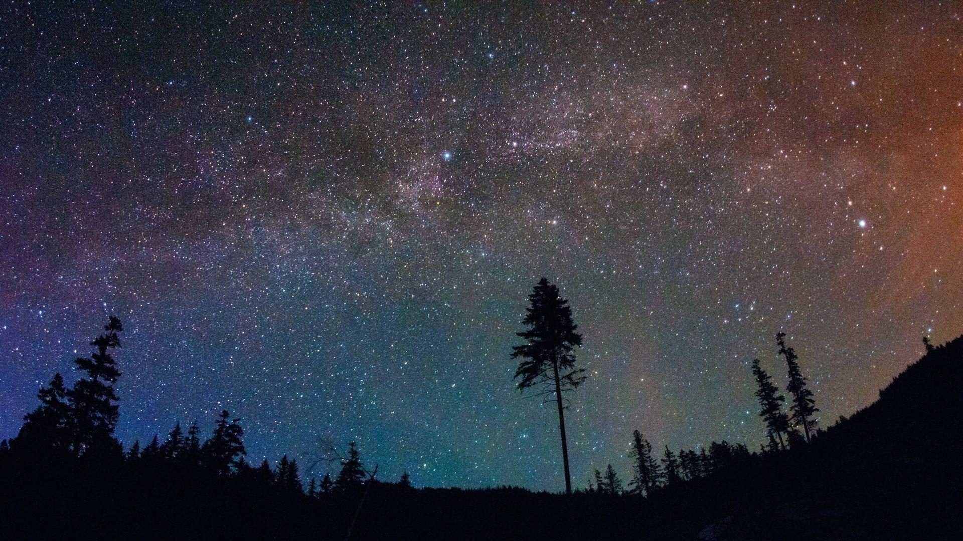 The night sky with stars above a forest - Camping