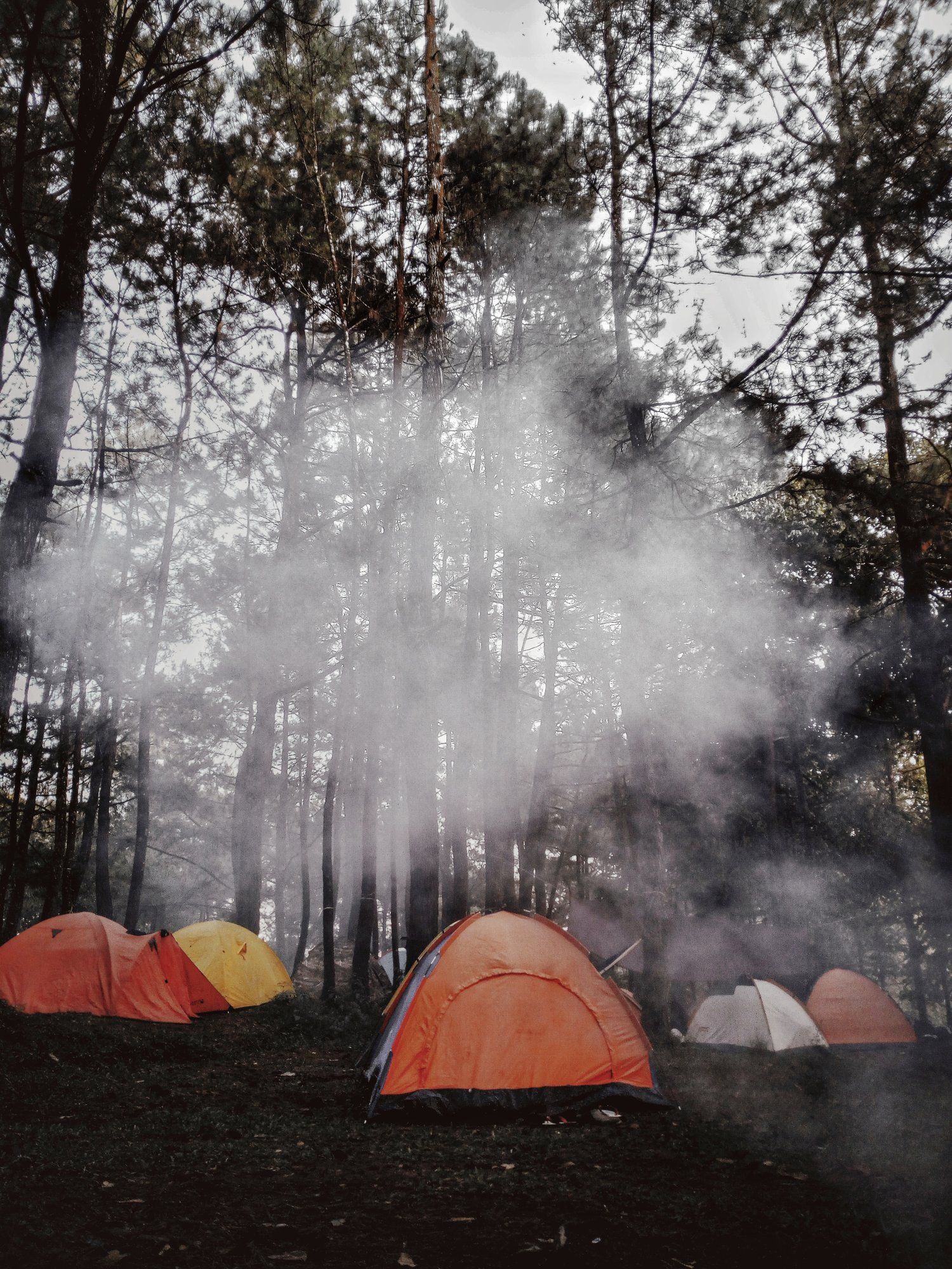 Tents in the forest with fog - Camping