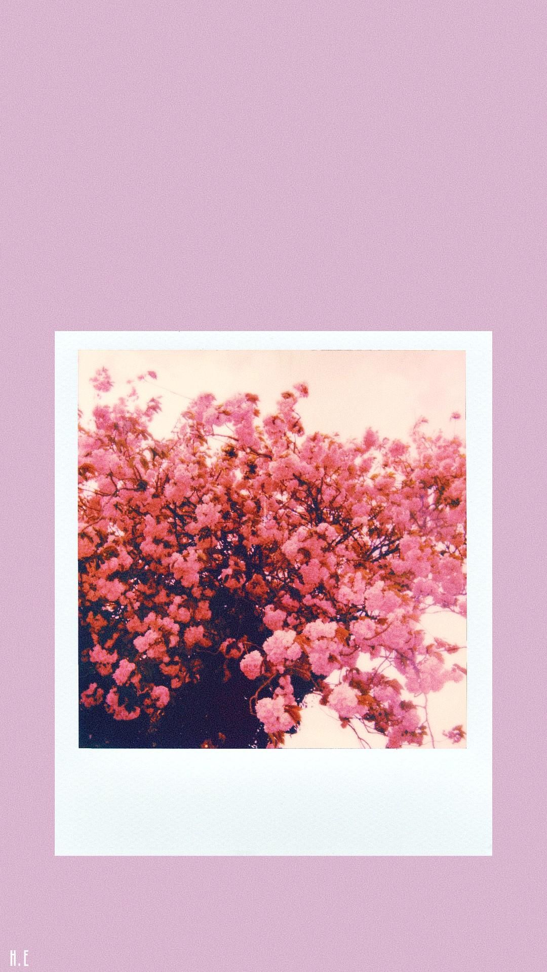 Aesthetic pink phone wallpaper with a polaroid picture of a pink flowered tree - Polaroid