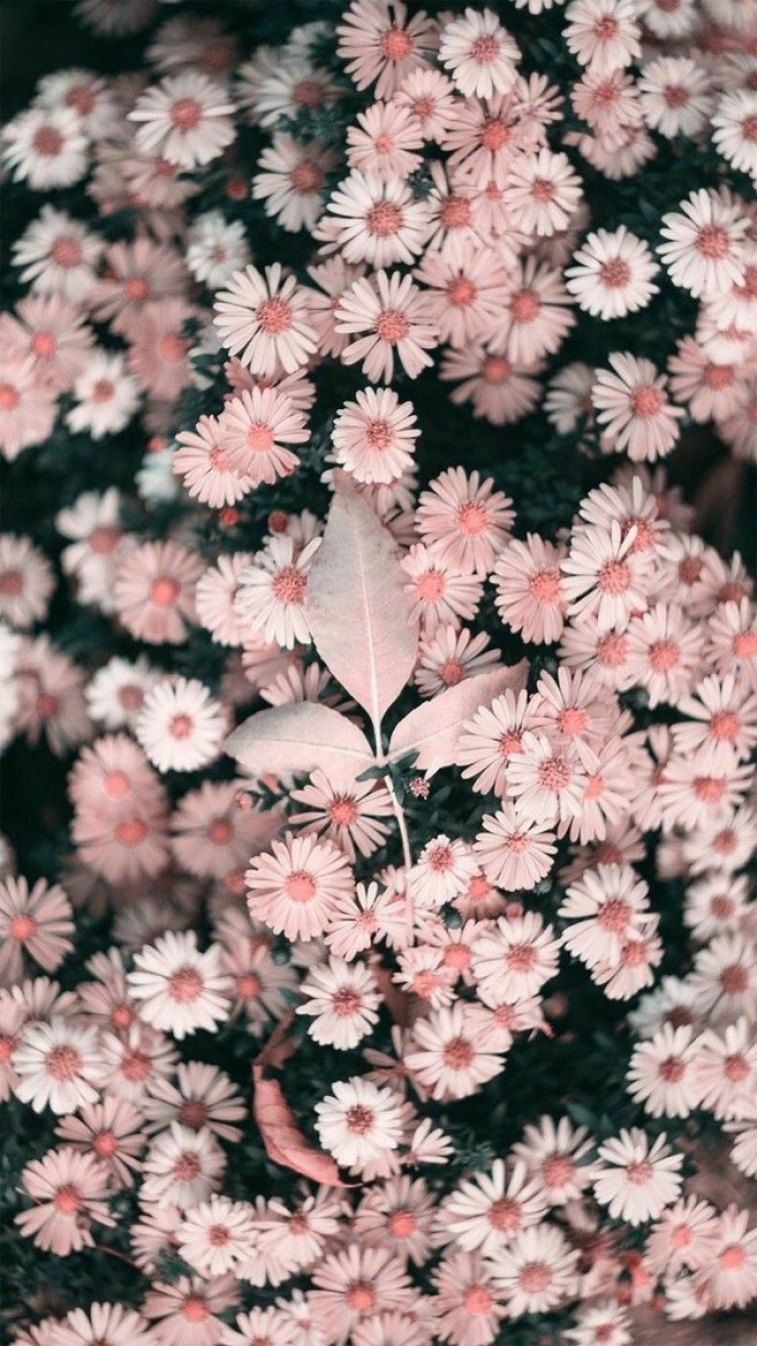 Beautiful summer flower iphone wallpaper Wallpaper