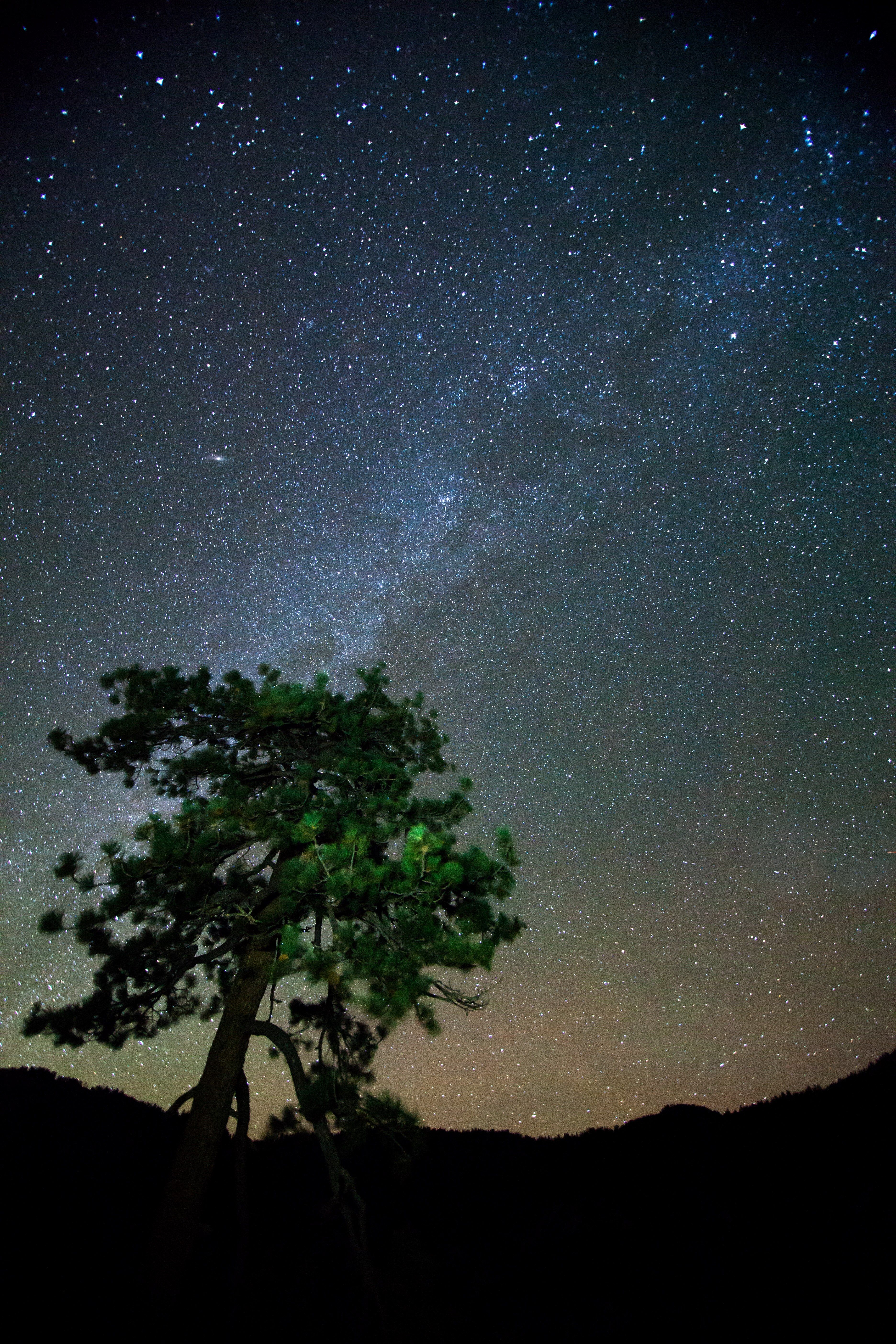 A tree is silhouetted against a starry sky. - Camping