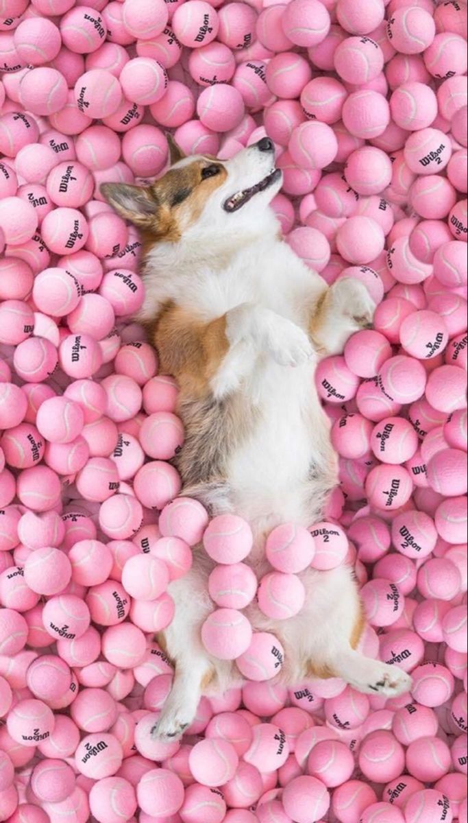A dog laying on top of a pile of pink tennis balls. - Corgi