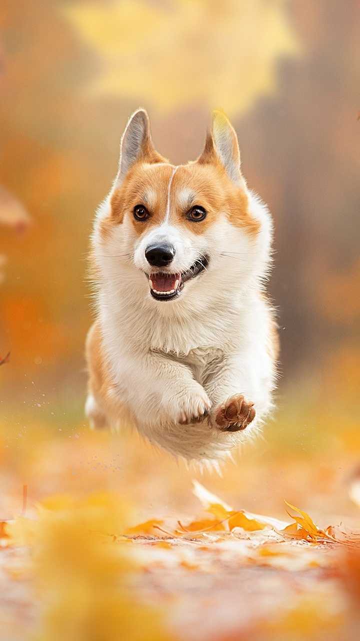 A corgi dog running through the autumn leaves - Corgi