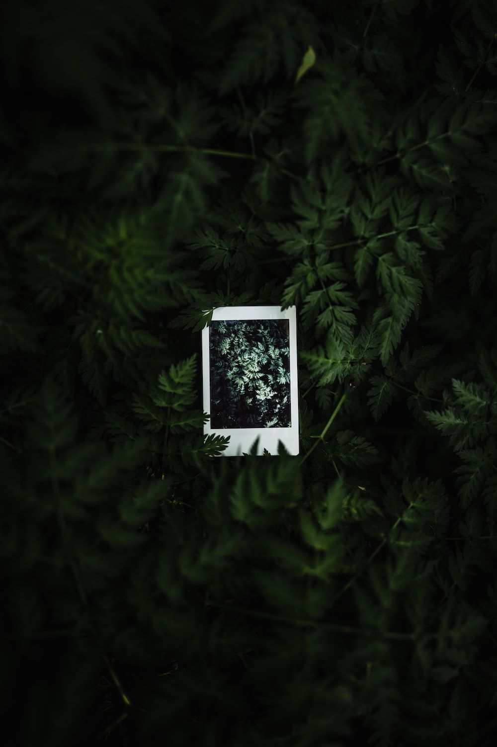 A polaroid picture of a plant in the middle of a forest photo