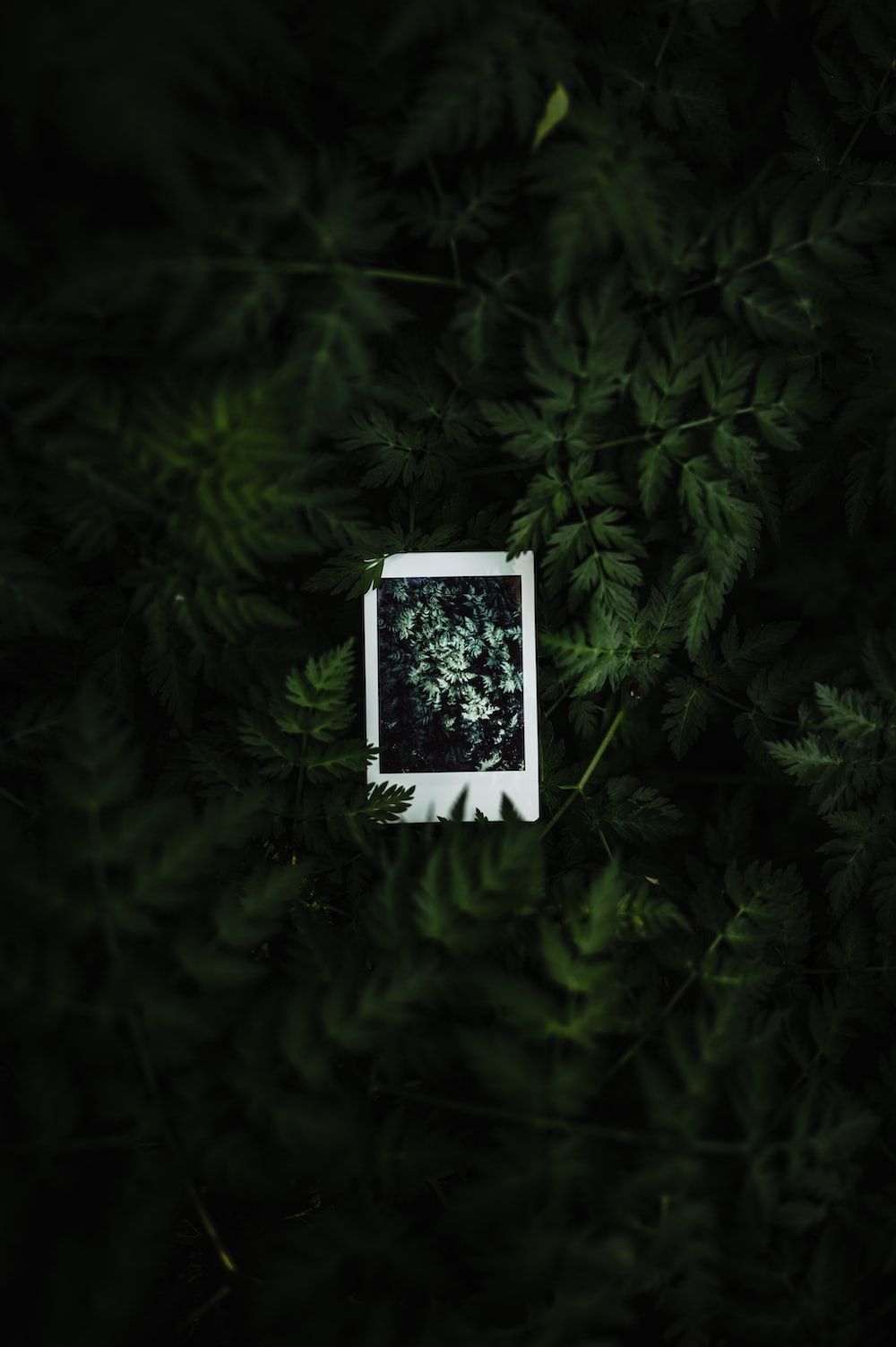 A polaroid photo of a flower lies on a bed of green leaves. - Polaroid