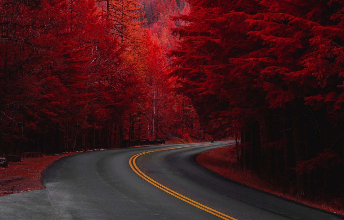 A road through a forest of red trees - Crimson