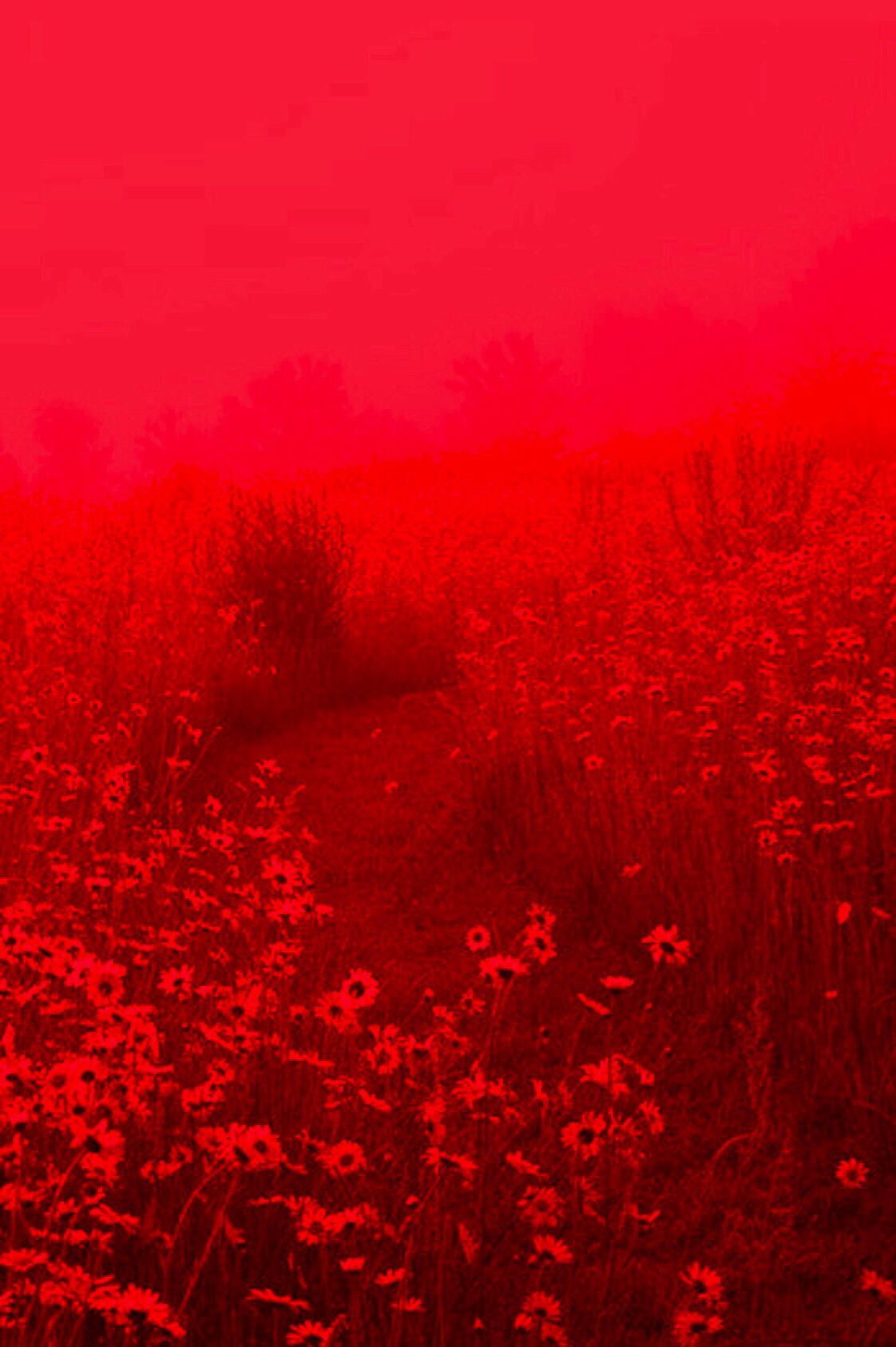 A red sky with flowers in the foreground - Crimson