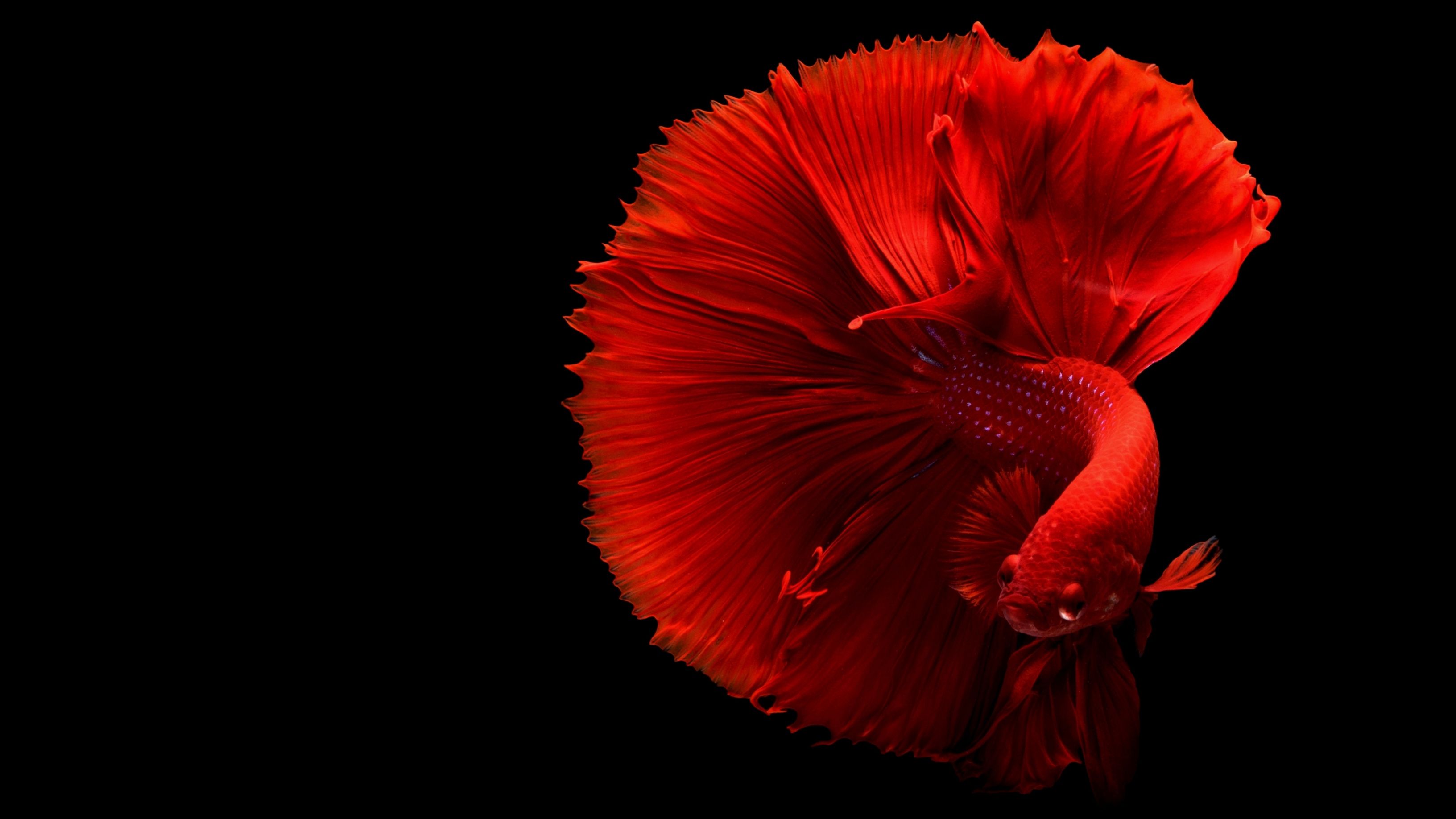 A Siamese fighting fish in red with a black background. - Crimson