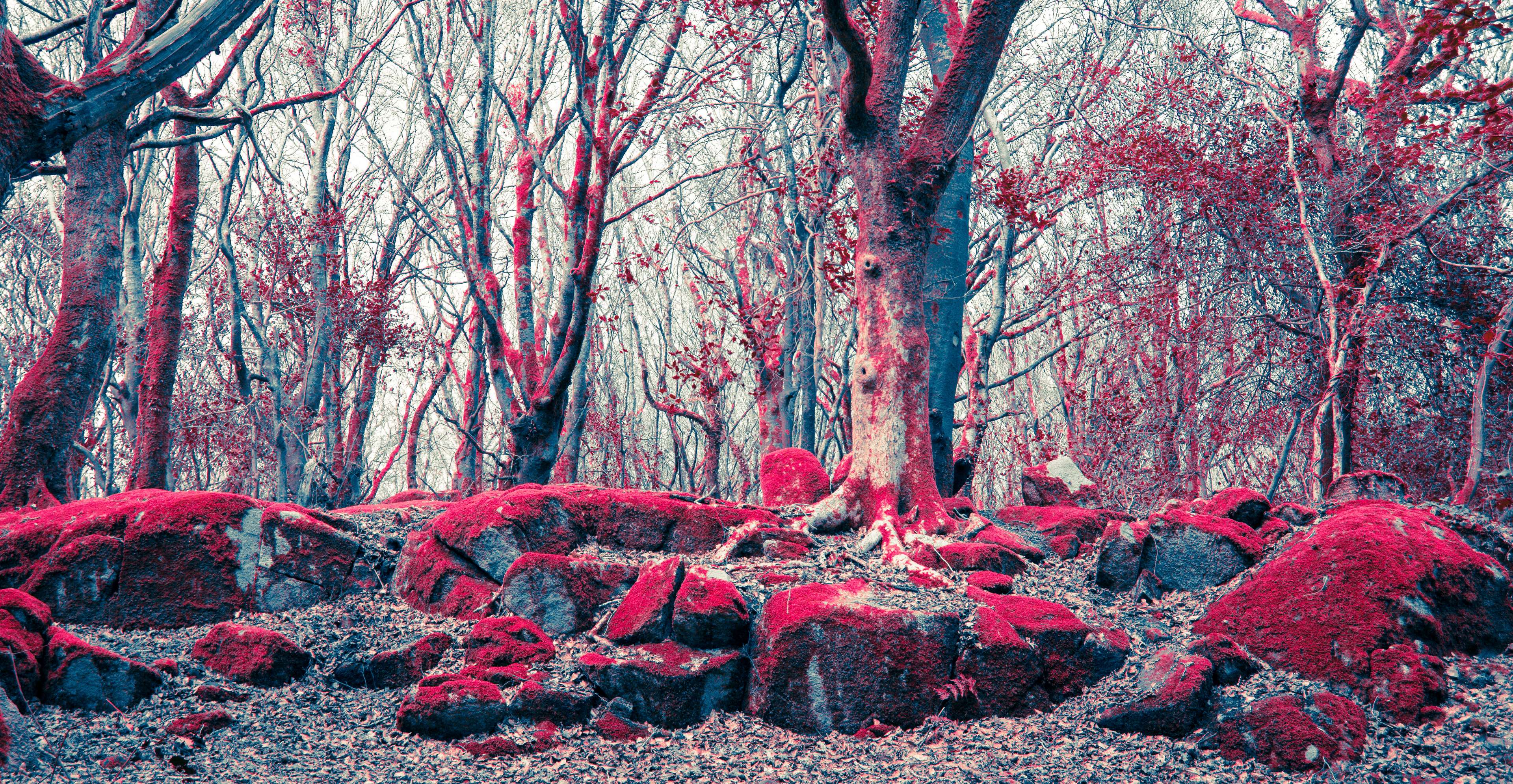 A forest of trees with red moss on the rocks - Crimson