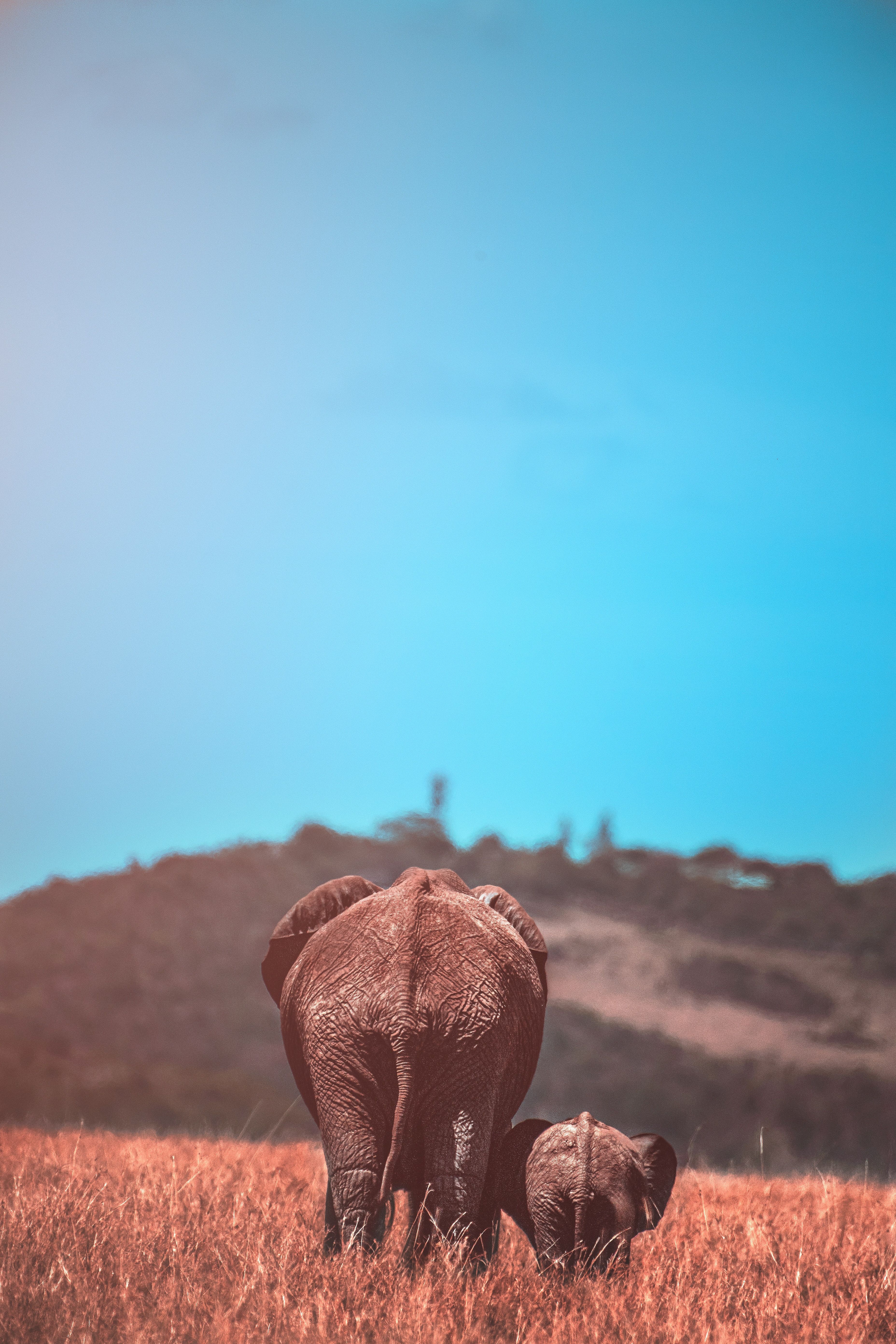 Download Elephant wallpaper for mobile phone, free Elephant HD picture