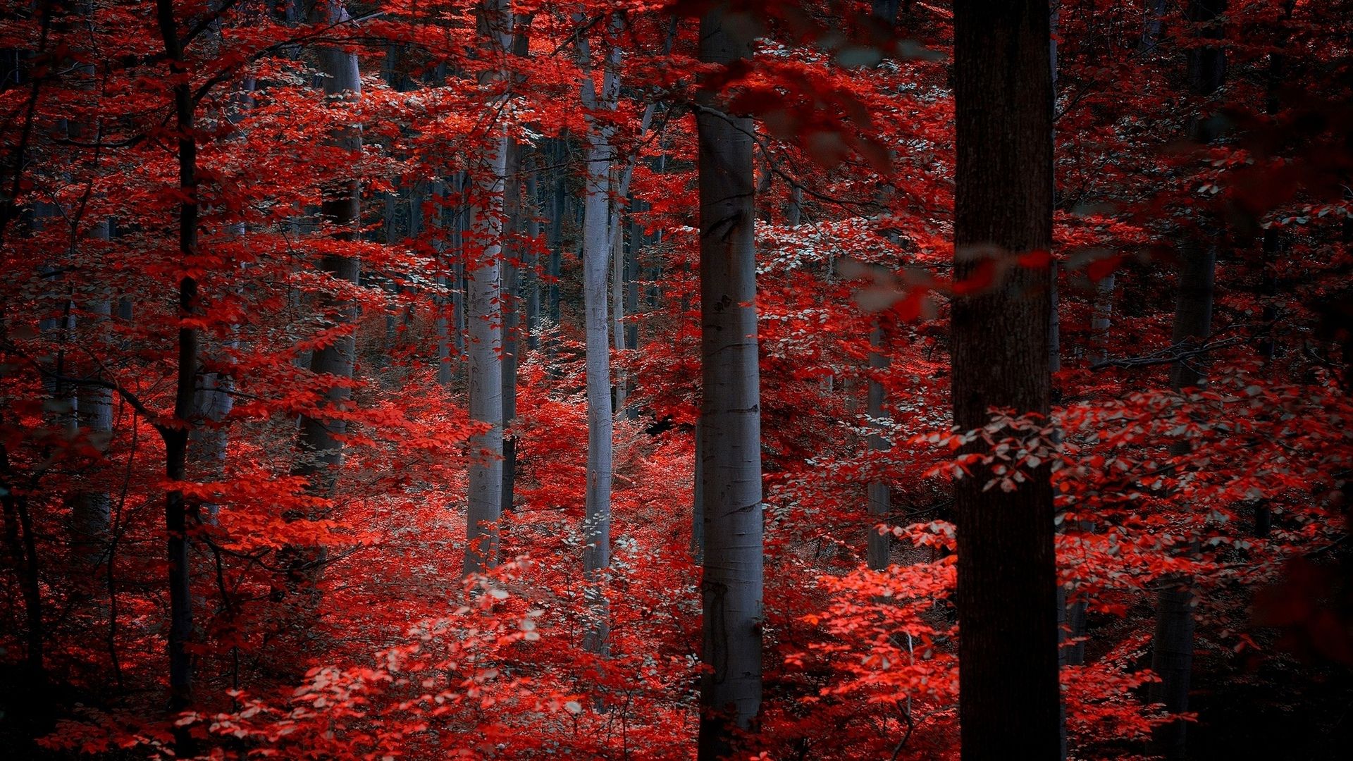 Red leaves in the forest wallpaper 1920x1080 - Crimson