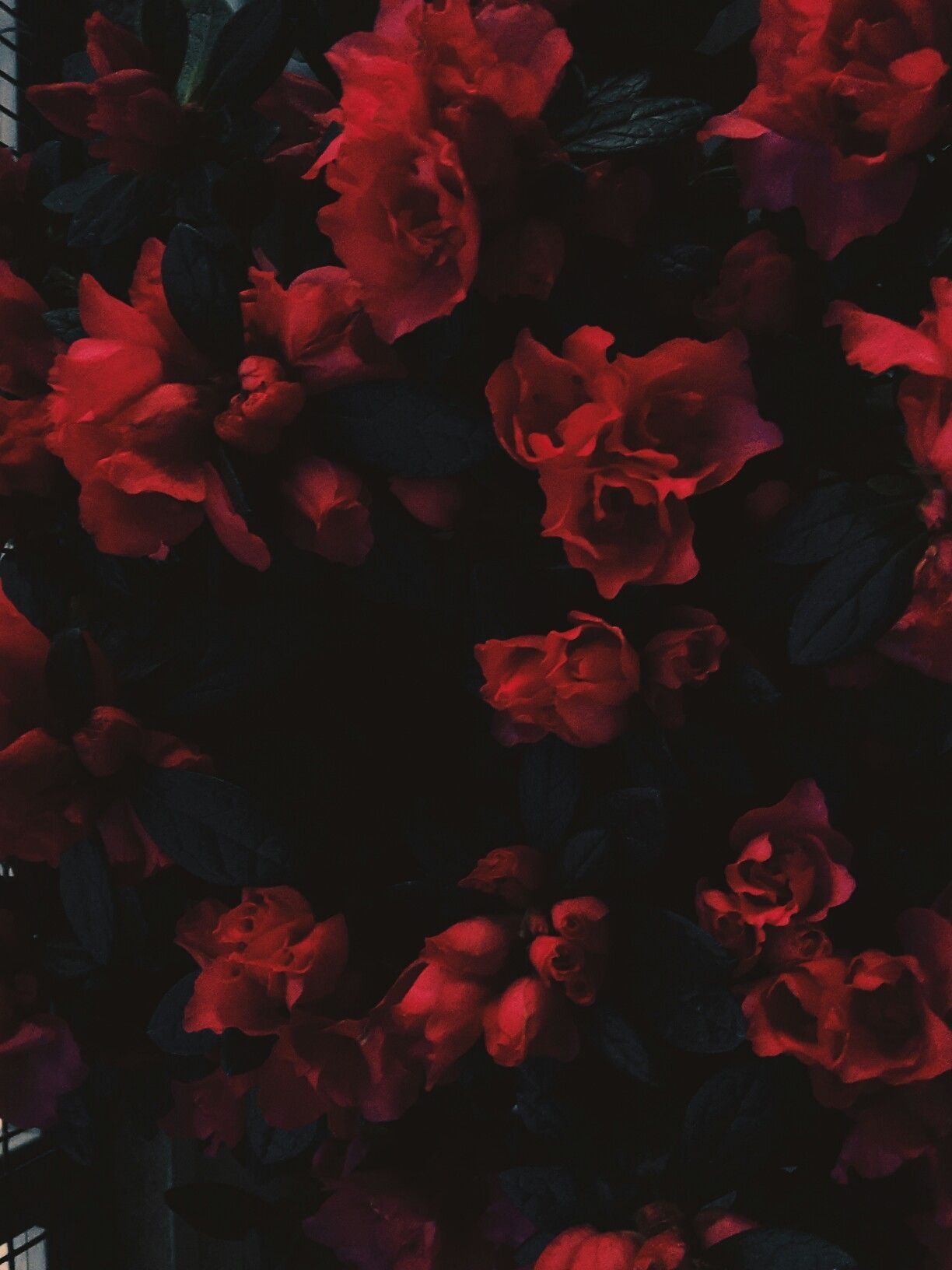 Red flowers on a black background - Crimson