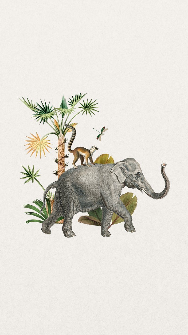 Elephant iPhone Wallpaper Image Wallpaper