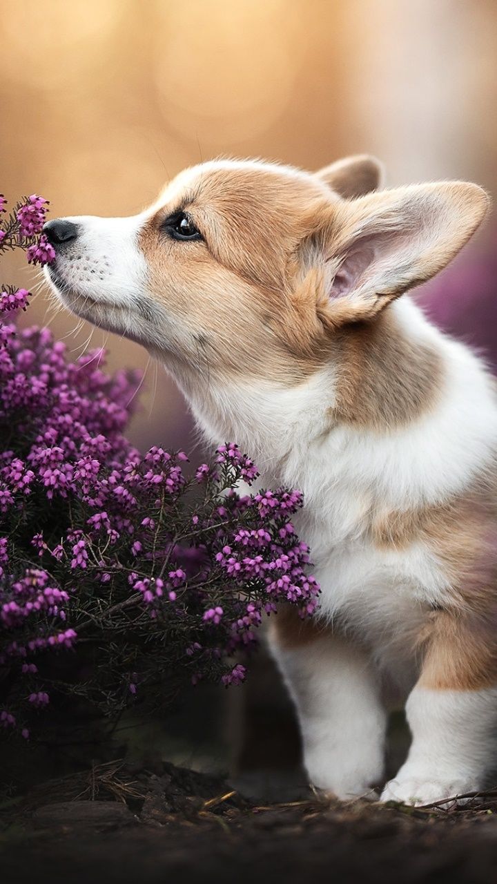 Corgi phone wallpaper 1080P, 2k, 4k Full HD Wallpaper, Background Free Download