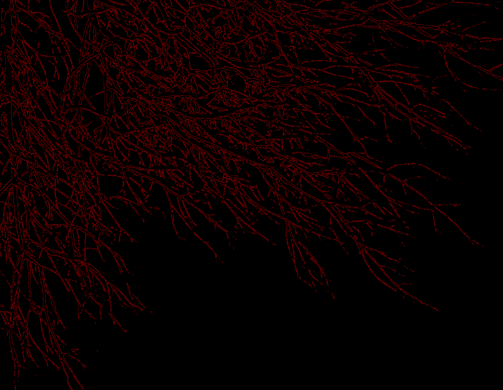 Red branches against a black background - Crimson