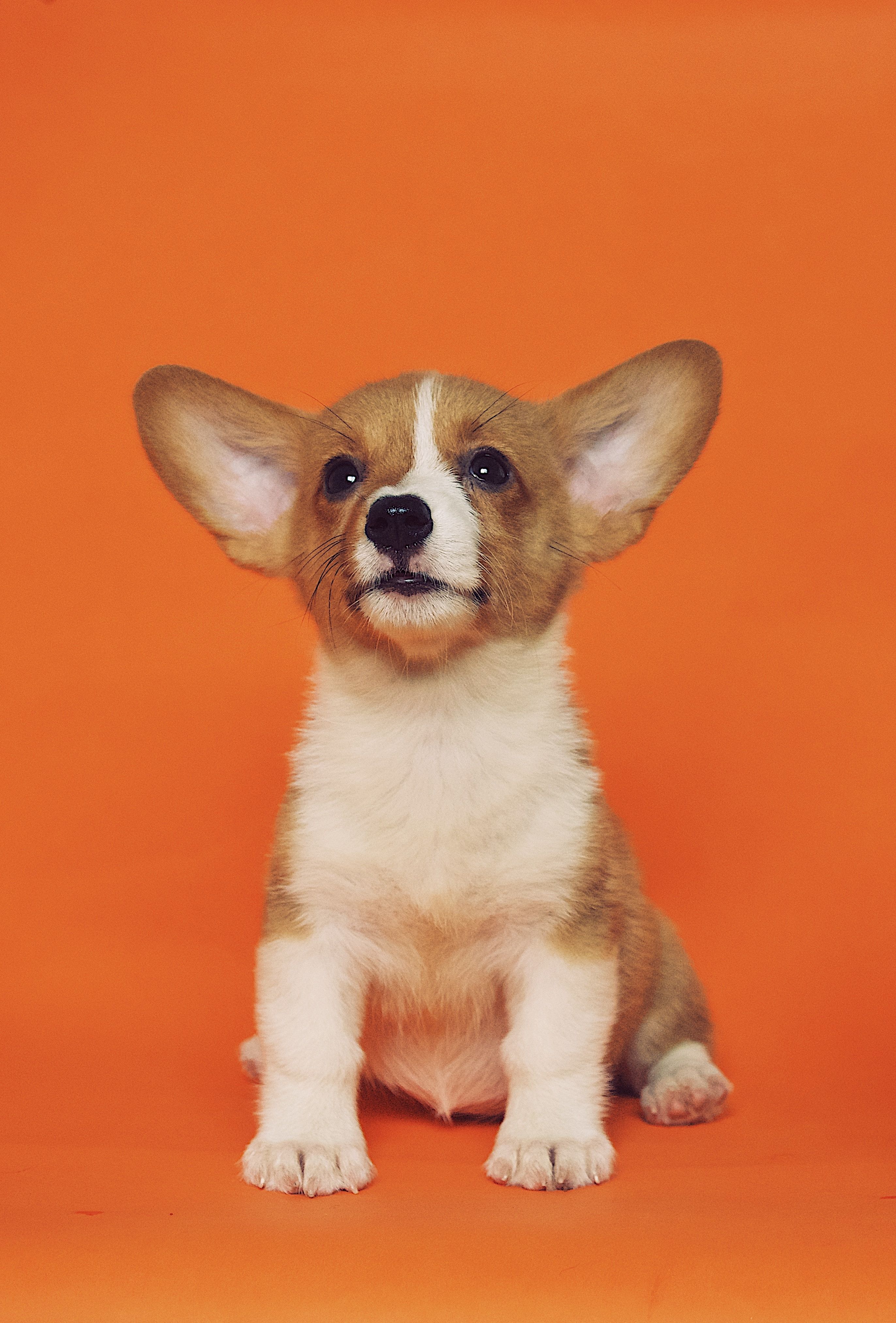 Cute Puppy Image For Welsh Corgi Wallpaper Download