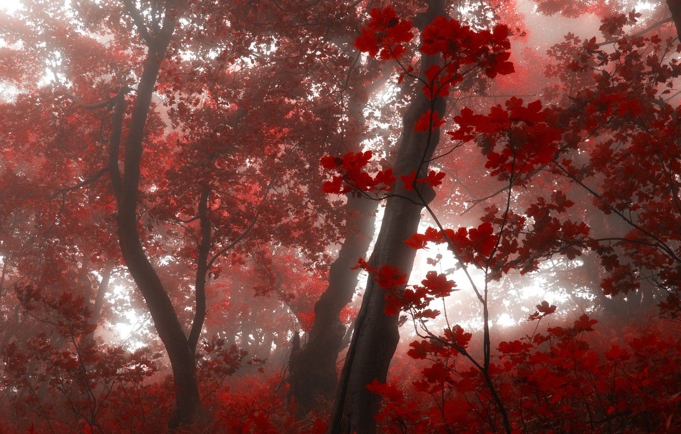 A red tree in the middle of some woods - Crimson