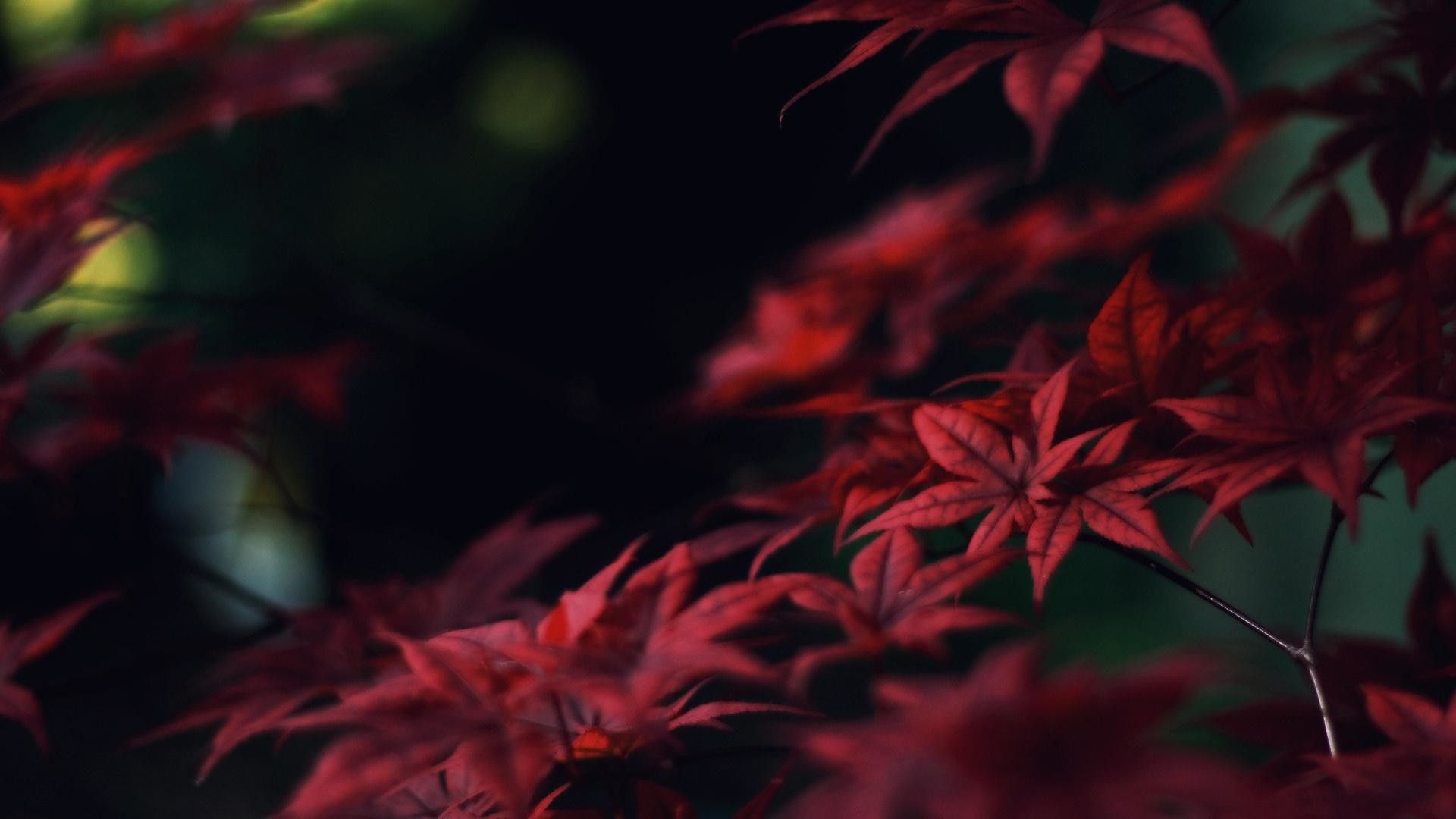 A close up of some red leaves - Crimson