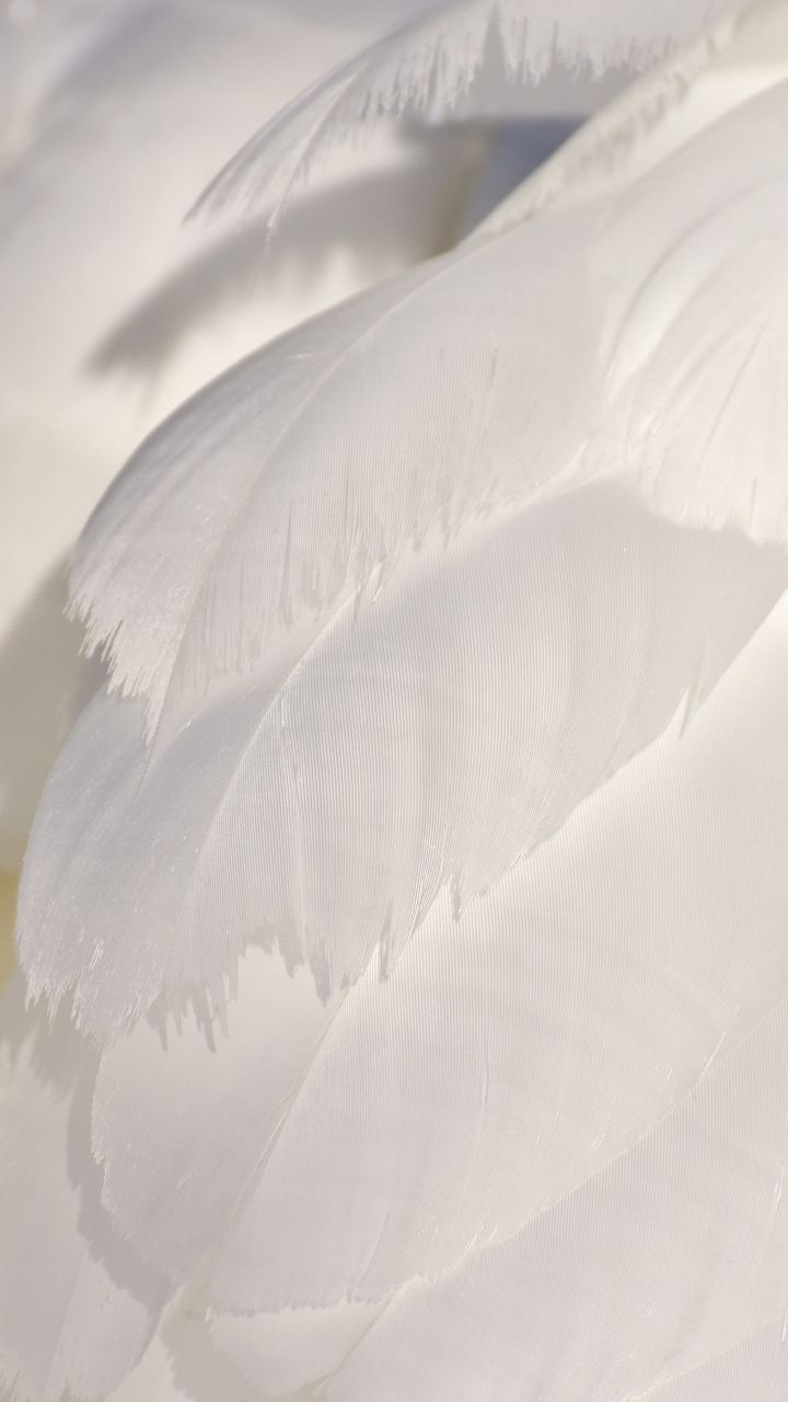 White feathers, swan, close up, 720x1280 wallpaper. White feathers, White aesthetic, Feather wallpaper