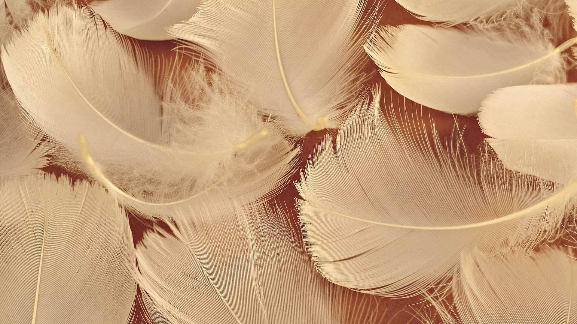 A lot of feathers in the picture - Feathers